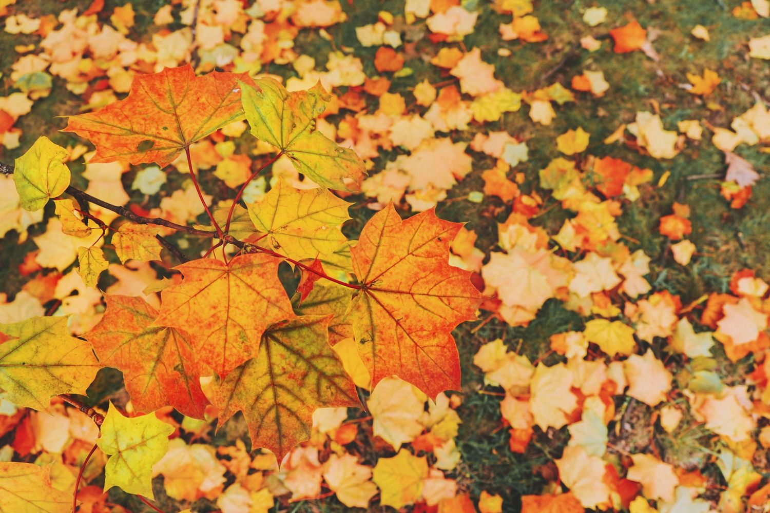 Colorful autumn maple leaves scattered on the ground in shades of orange, yellow, and red.