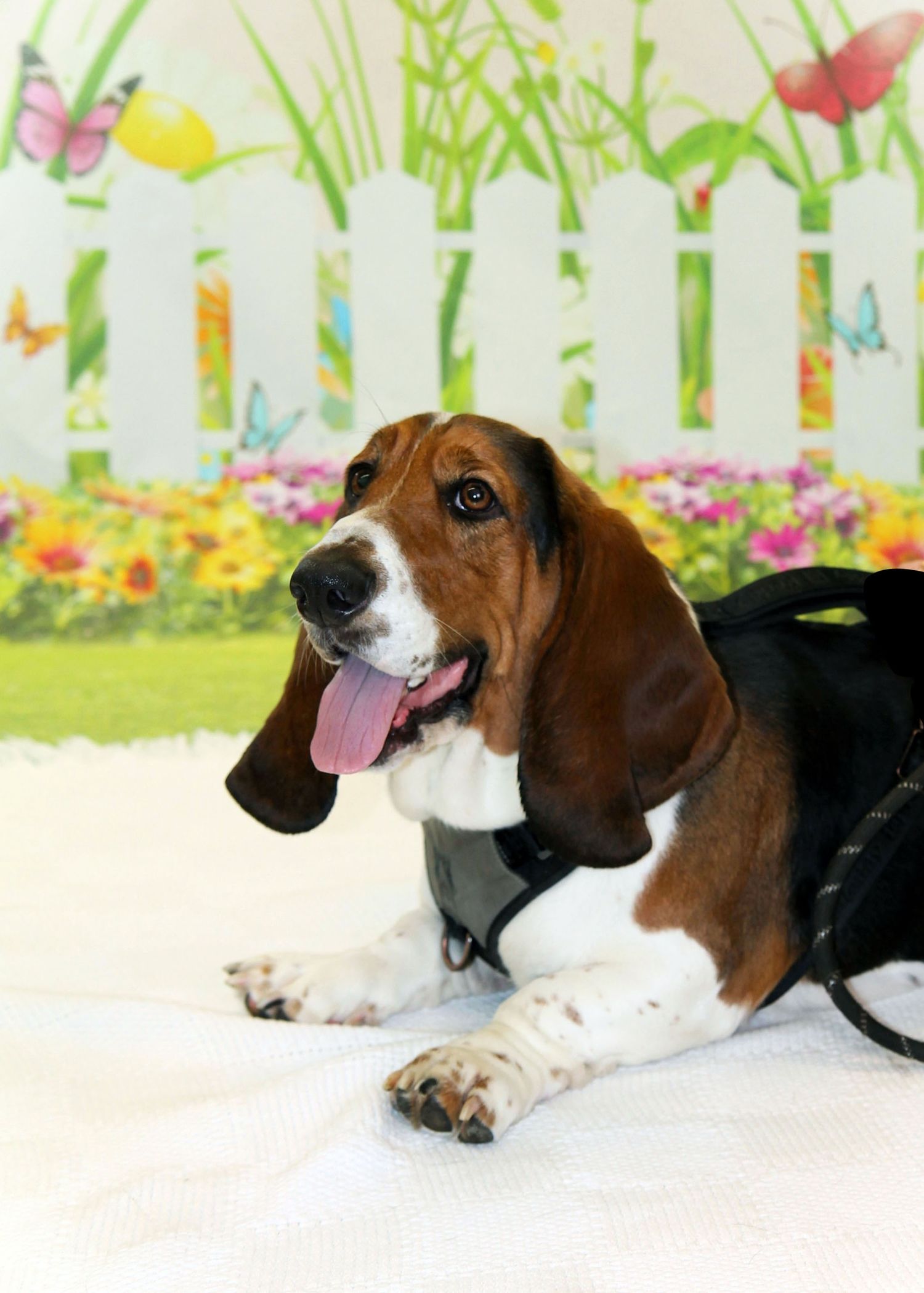 Special Pet Portrait Events.