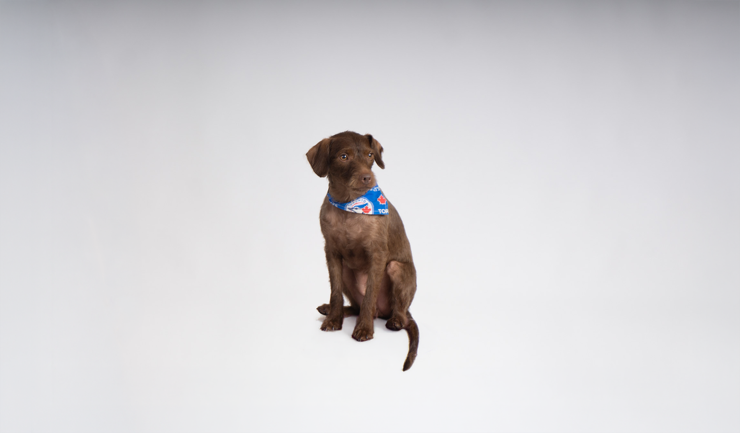 Professional dog portrait