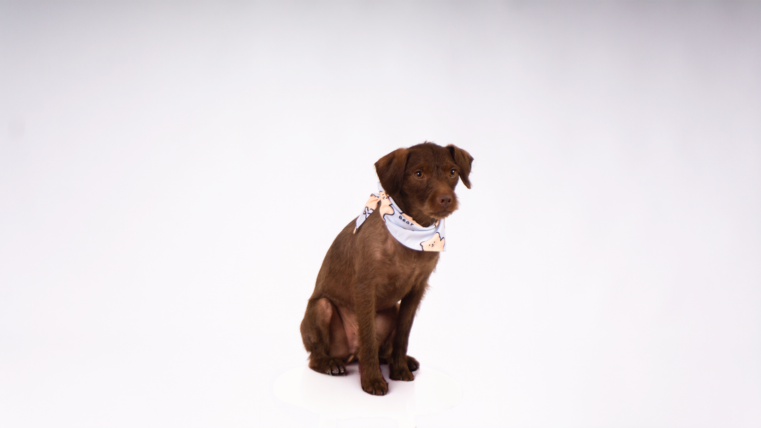 Professional dog portrait