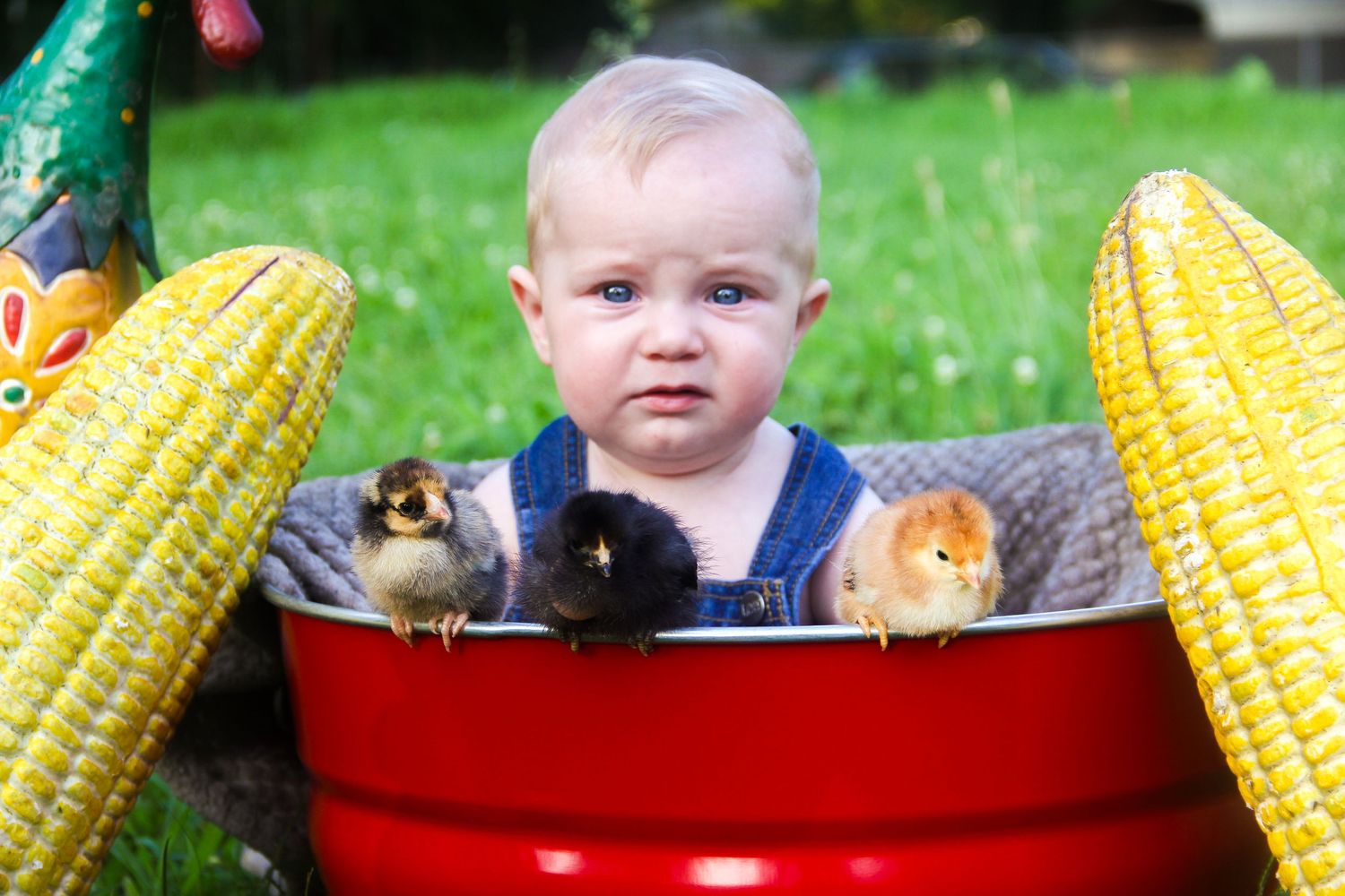 Cute baby sitting in red bucket with baby chicks and corn outdoors.