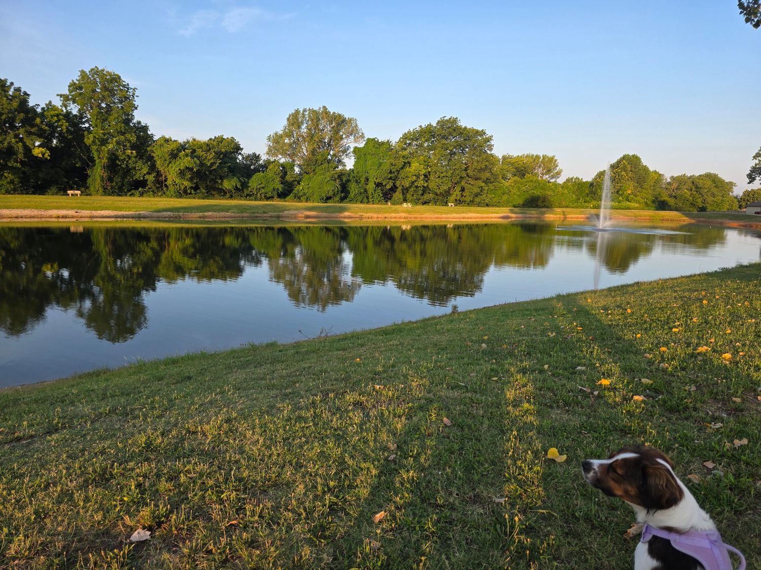 A beagle dog sits by a calm reflective pond surrounded by lush green trees and grass on a sunny day.