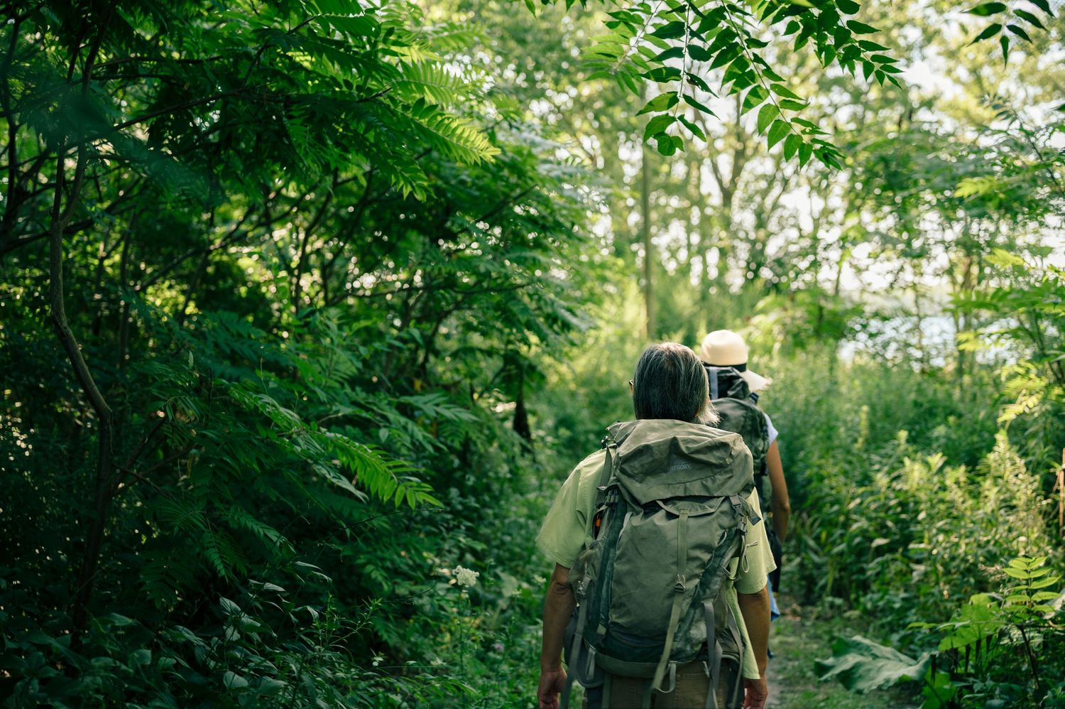 Forest trail surrounded by lush green vegetation and tall trees in natural lighting.