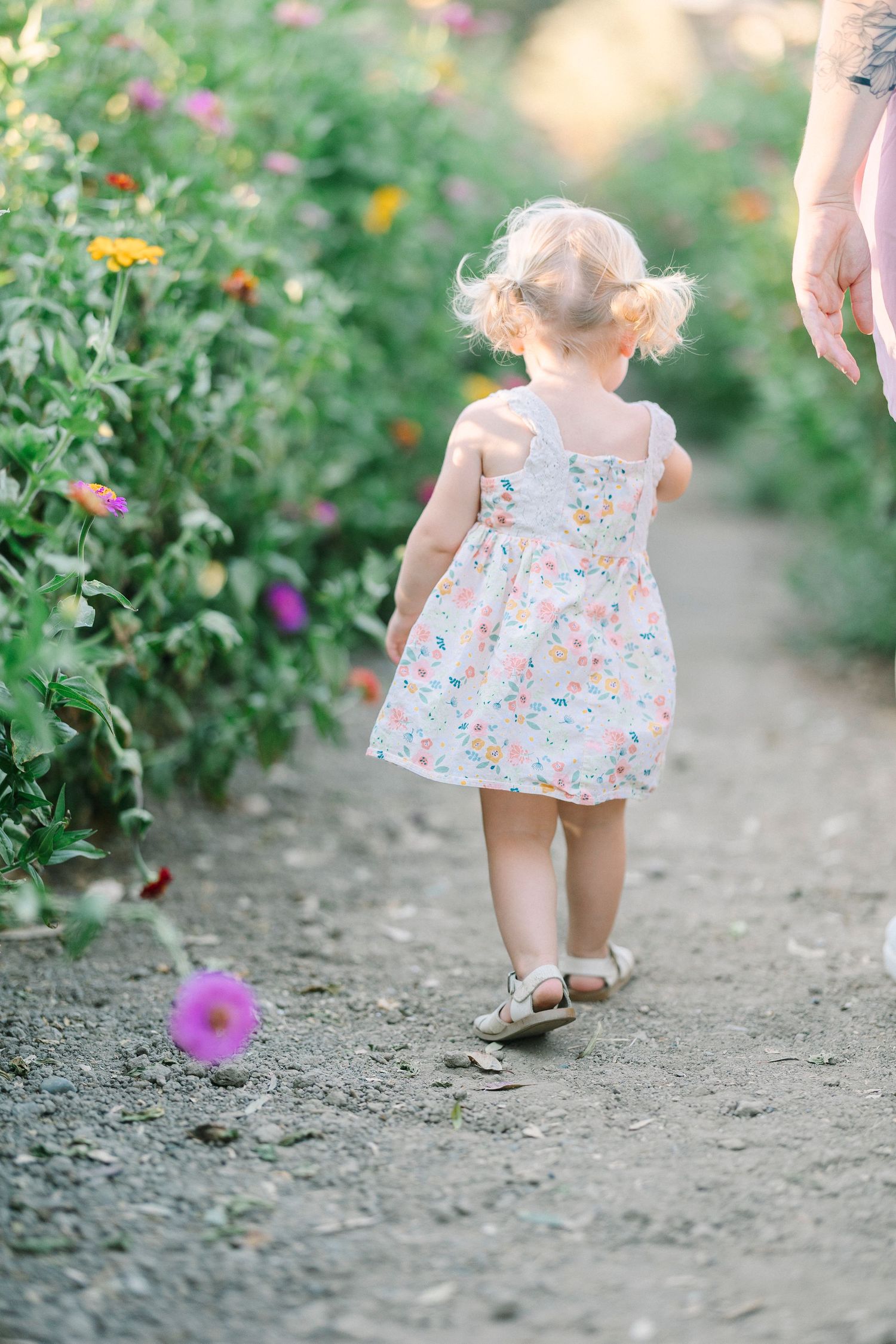 Small child in a floral dress walks along a garden path surrounded by colorful blooming flowers.