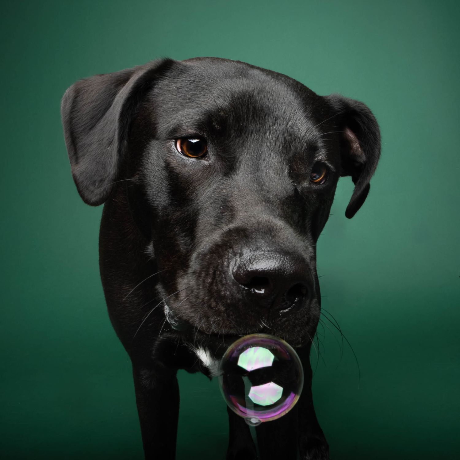 Black dog sniffing a bubble against a dark green studio backdrop