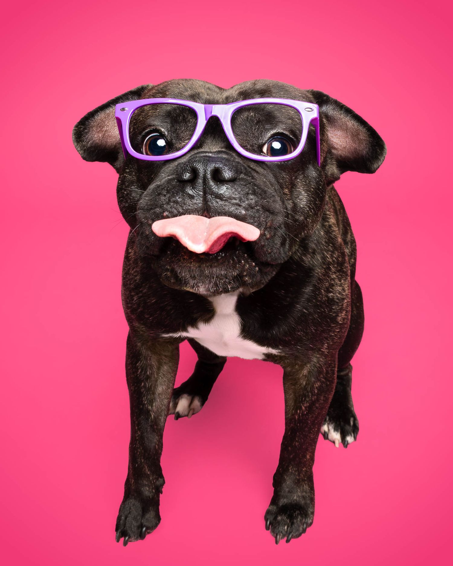 French bulldog wearing purple glasses with tongue out against a bright pink studio backdrop