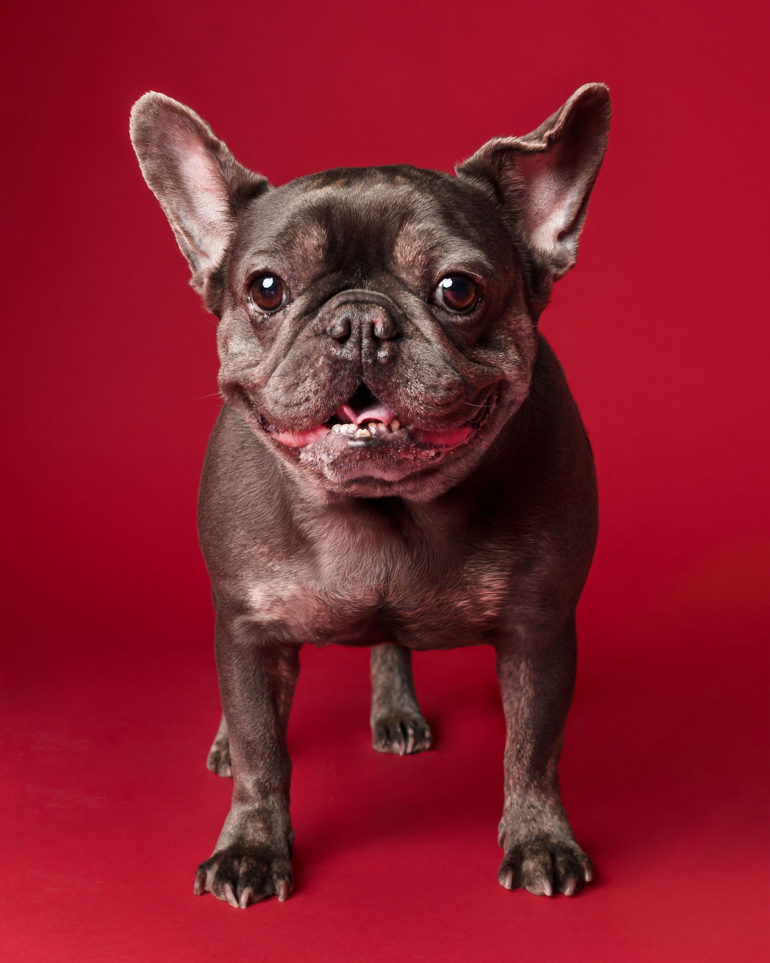 Small brown French bulldog smiling against a red studio backdrop