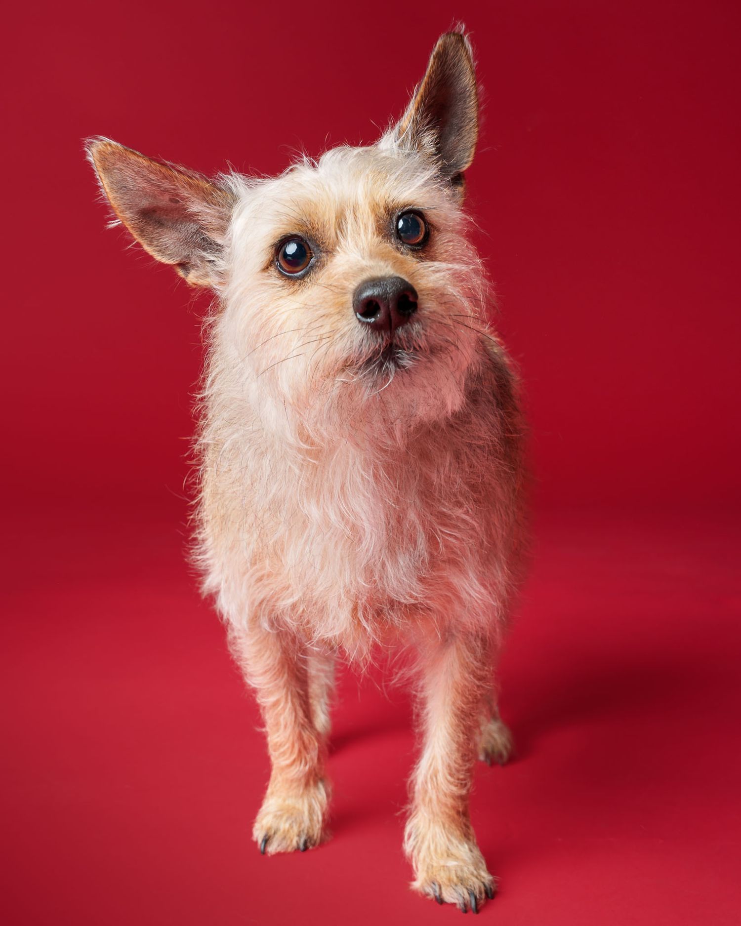 Small tan Wheaten terrier standing with ears up and head tilted against a red studio backdrop