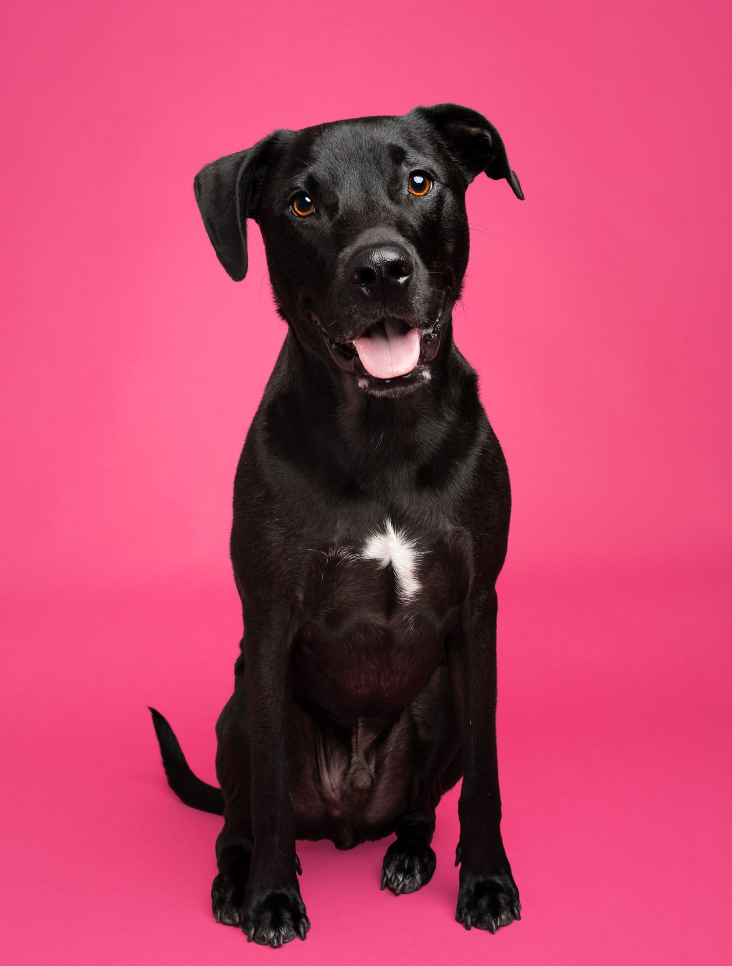 Black dog sitting and smiling against a bright pink studio backdrop