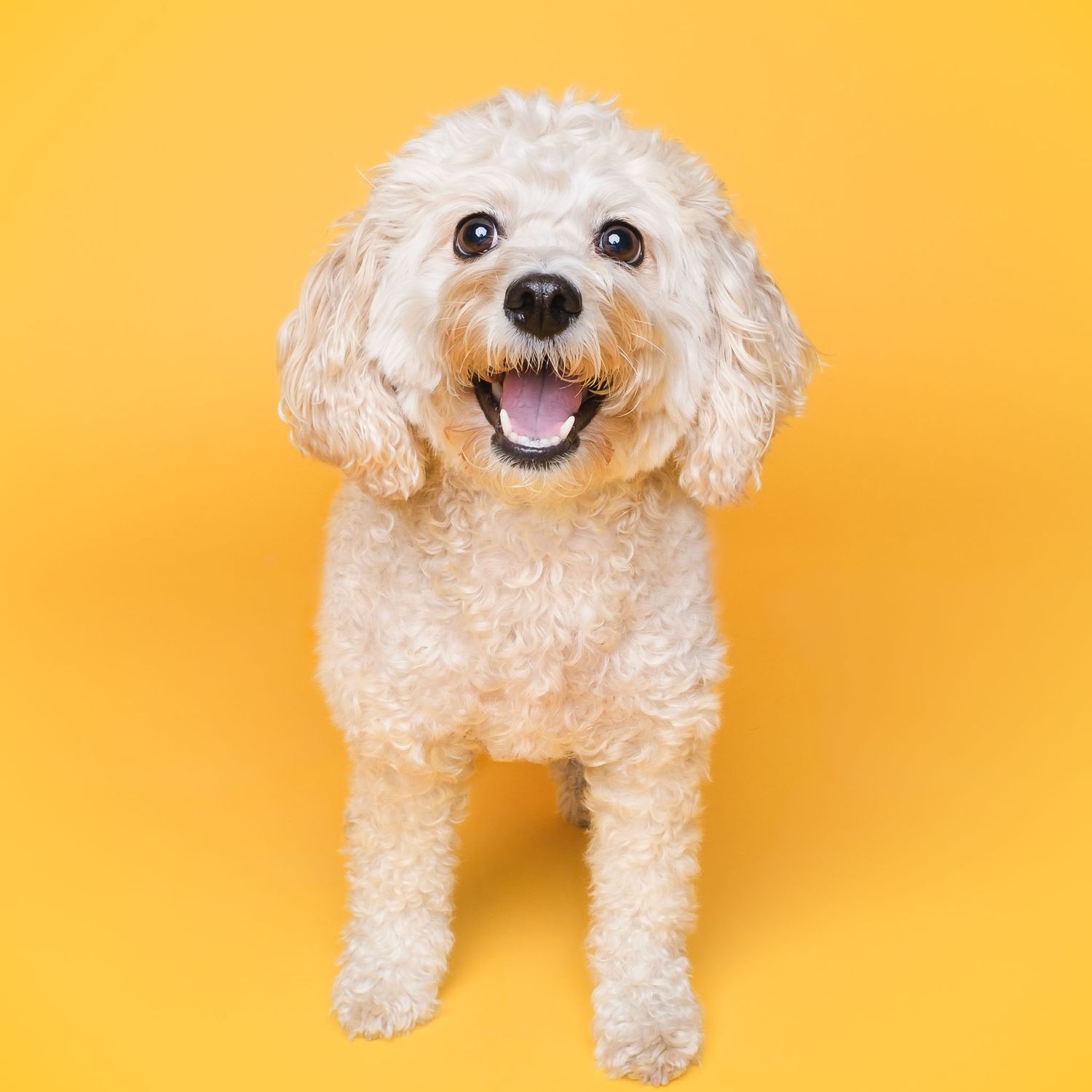 Happy cream-colored Cavapoo smiling against a yellow studio backdrop