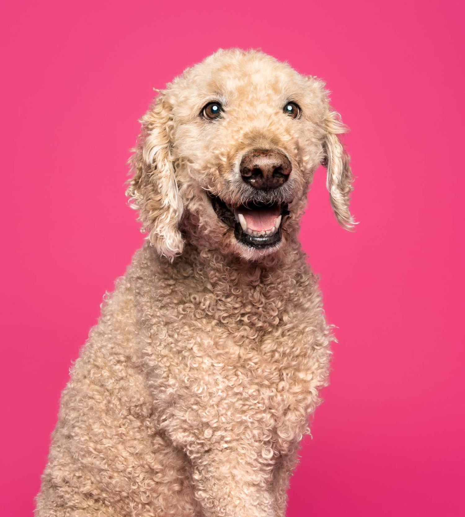 Studio portrait of a happy Goldendoodle smiling against a bright pink backdrop