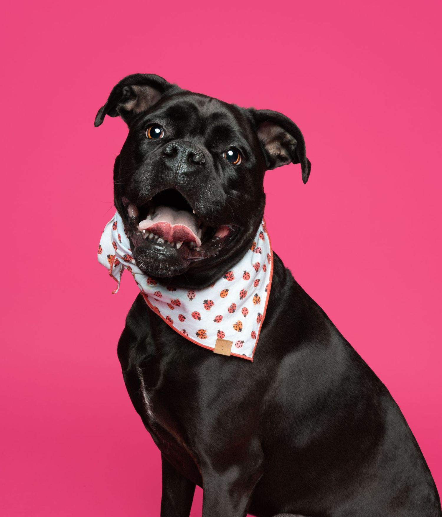 Black dog wearing a colorful bandana against a bright pink studio backdrop