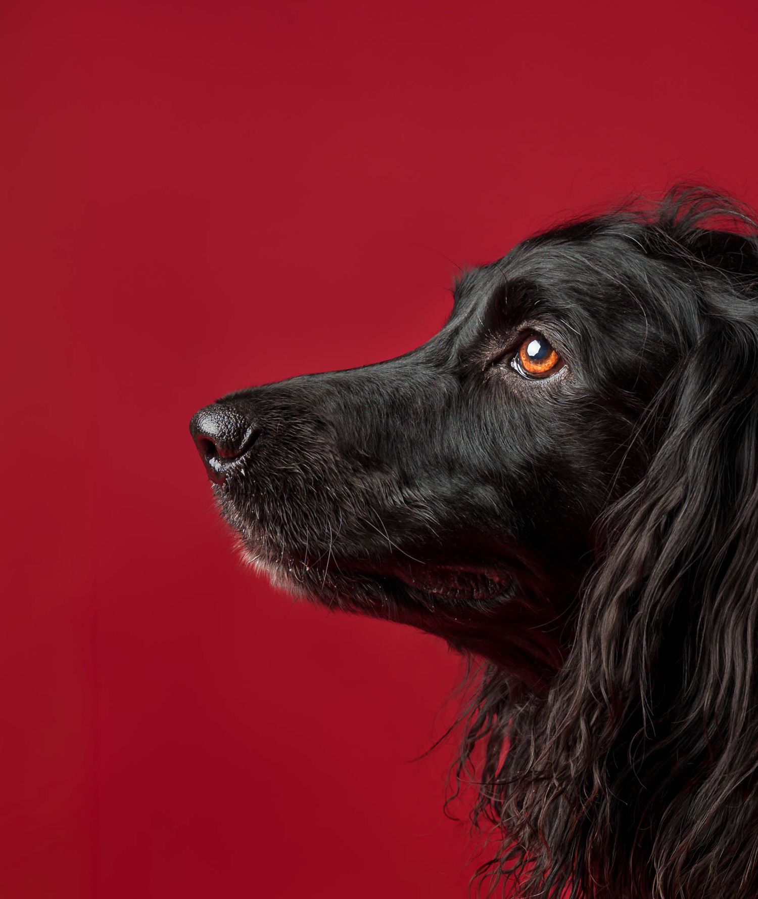 Side profile studio portrait of a black spaniel against a red backdrop