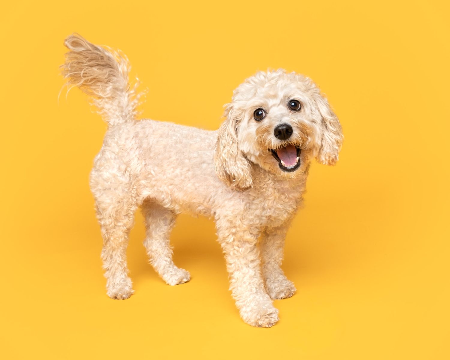 Happy small cream-colored Cavapoo standing against a bright yellow studio backdrop