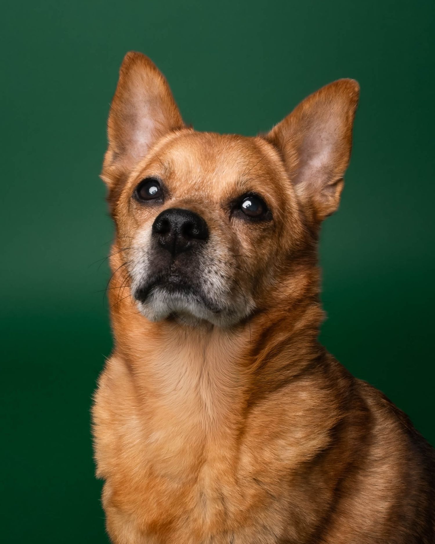 Studio portrait of a brown dog with perky ears against a dark green backdrop