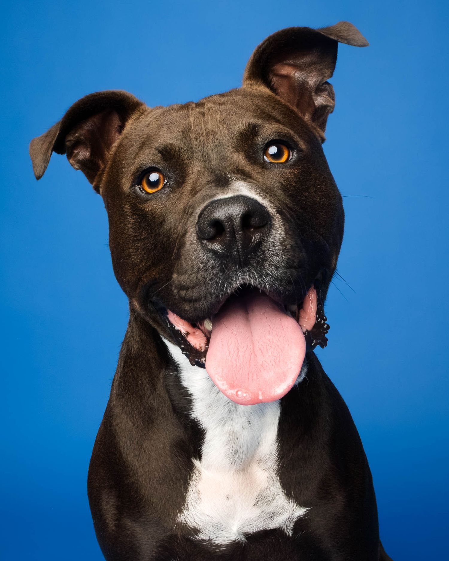 Happy pittie mix dog with tongue out against a bright blue studio backdrop