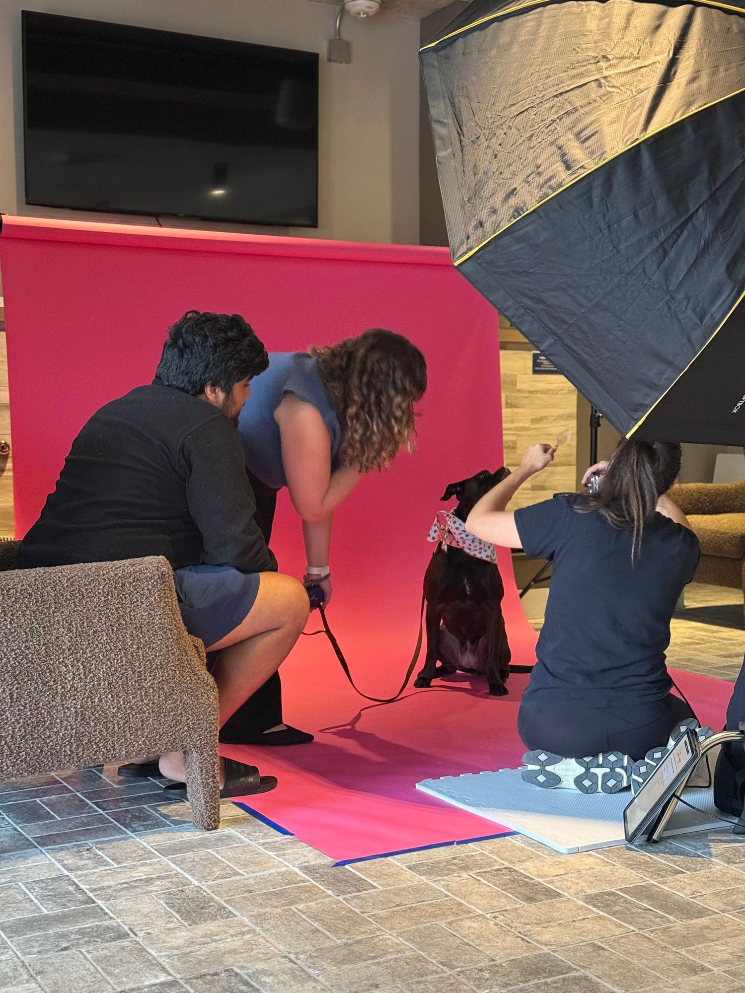 Behind the scenes of a pet photography studio session with a dog posing against a pink backdrop