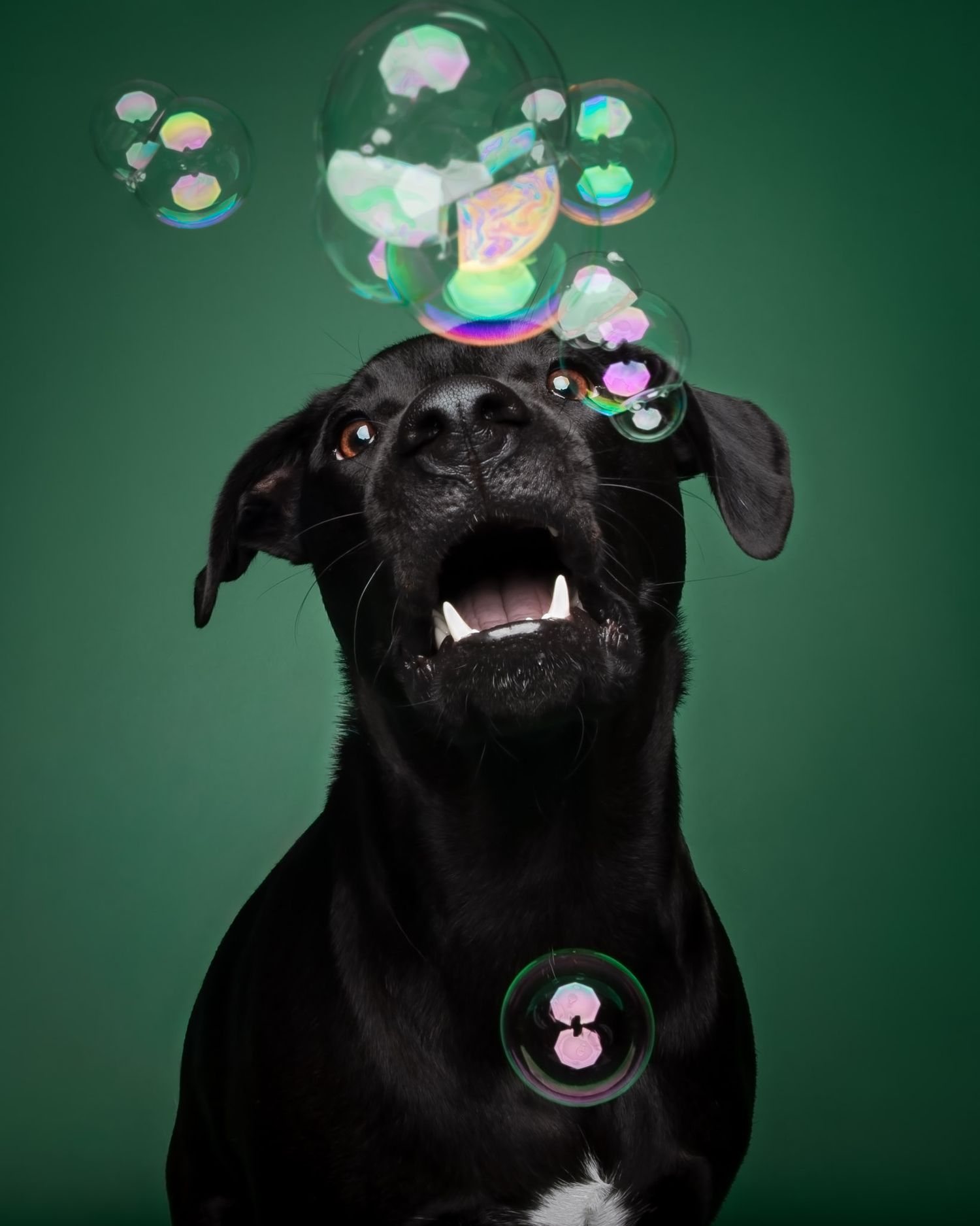 Black dog watching bubbles float against a dark green studio backdrop