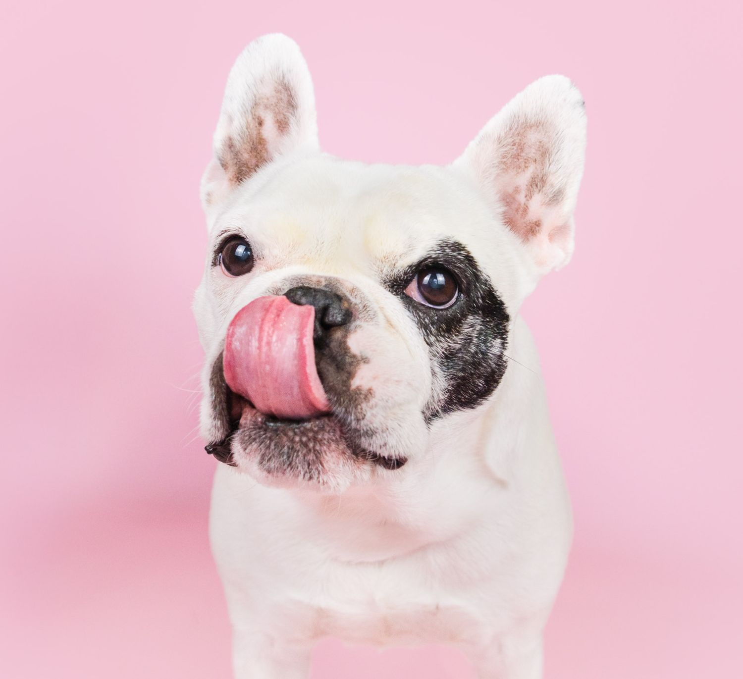Small white and black French bulldog with its tongue out against a light pink studio backdrop