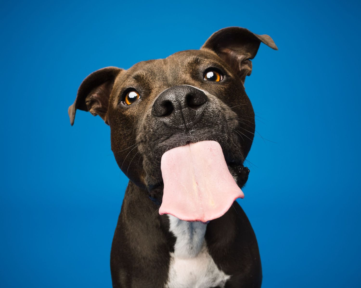 Happy pittie mix dog with tongue out against a bright blue studio backdrop