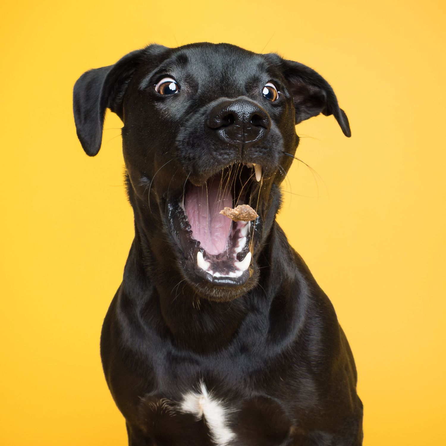 Black dog catching a treat against a bright yellow studio backdrop