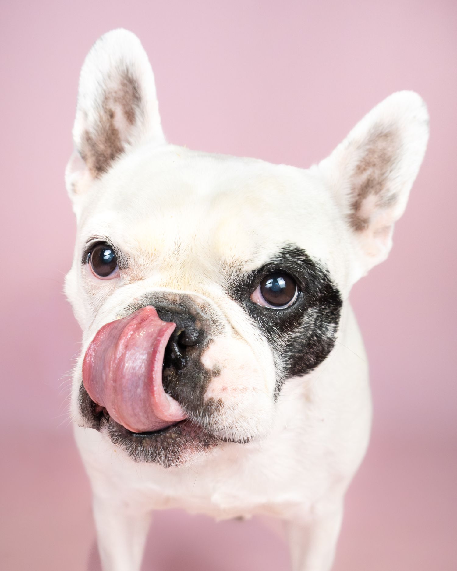 Small white and black French bulldog with its tongue out against a light pink studio backdrop
