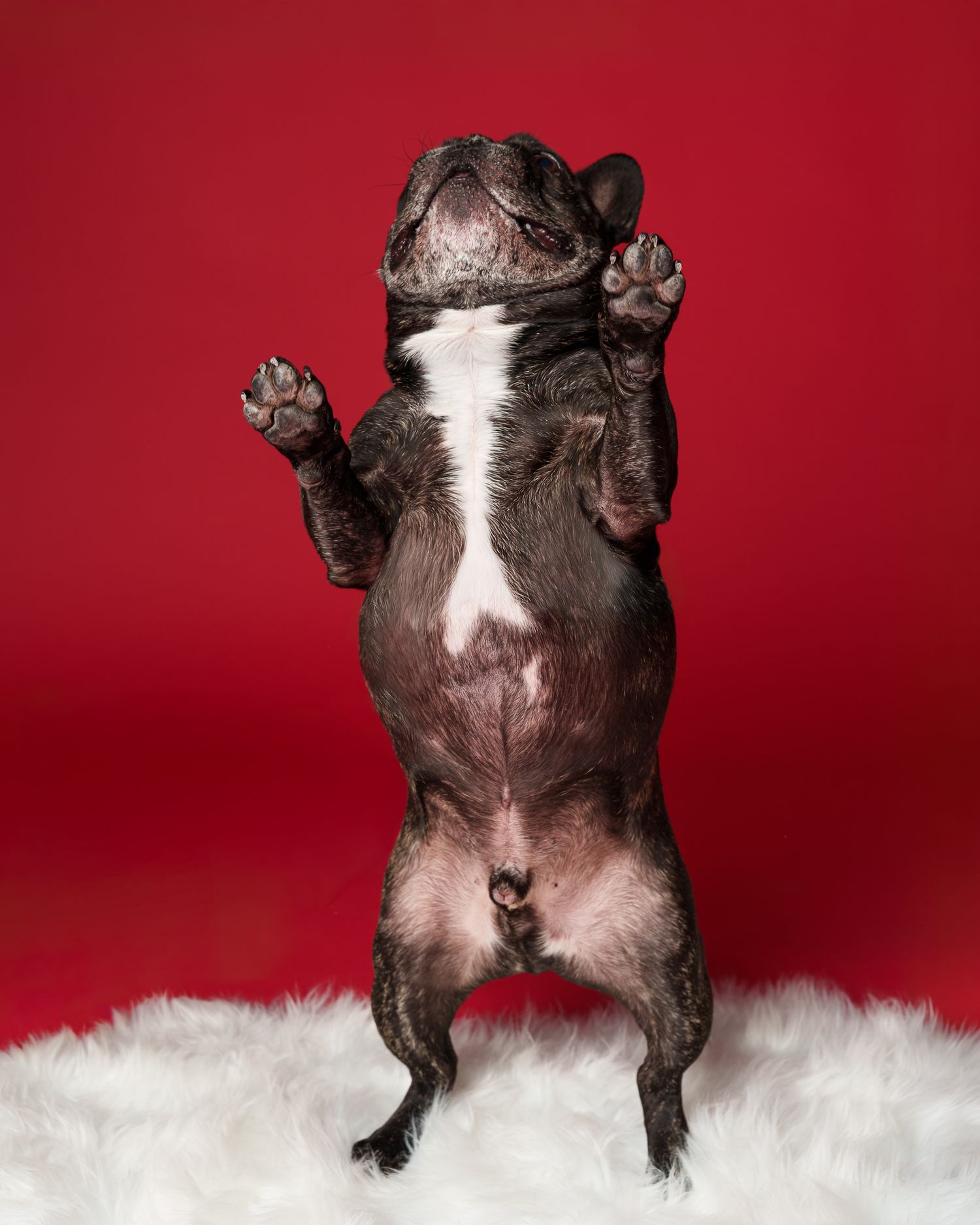 Black French bulldog standing on hind legs with paws raised against a red studio backdrop