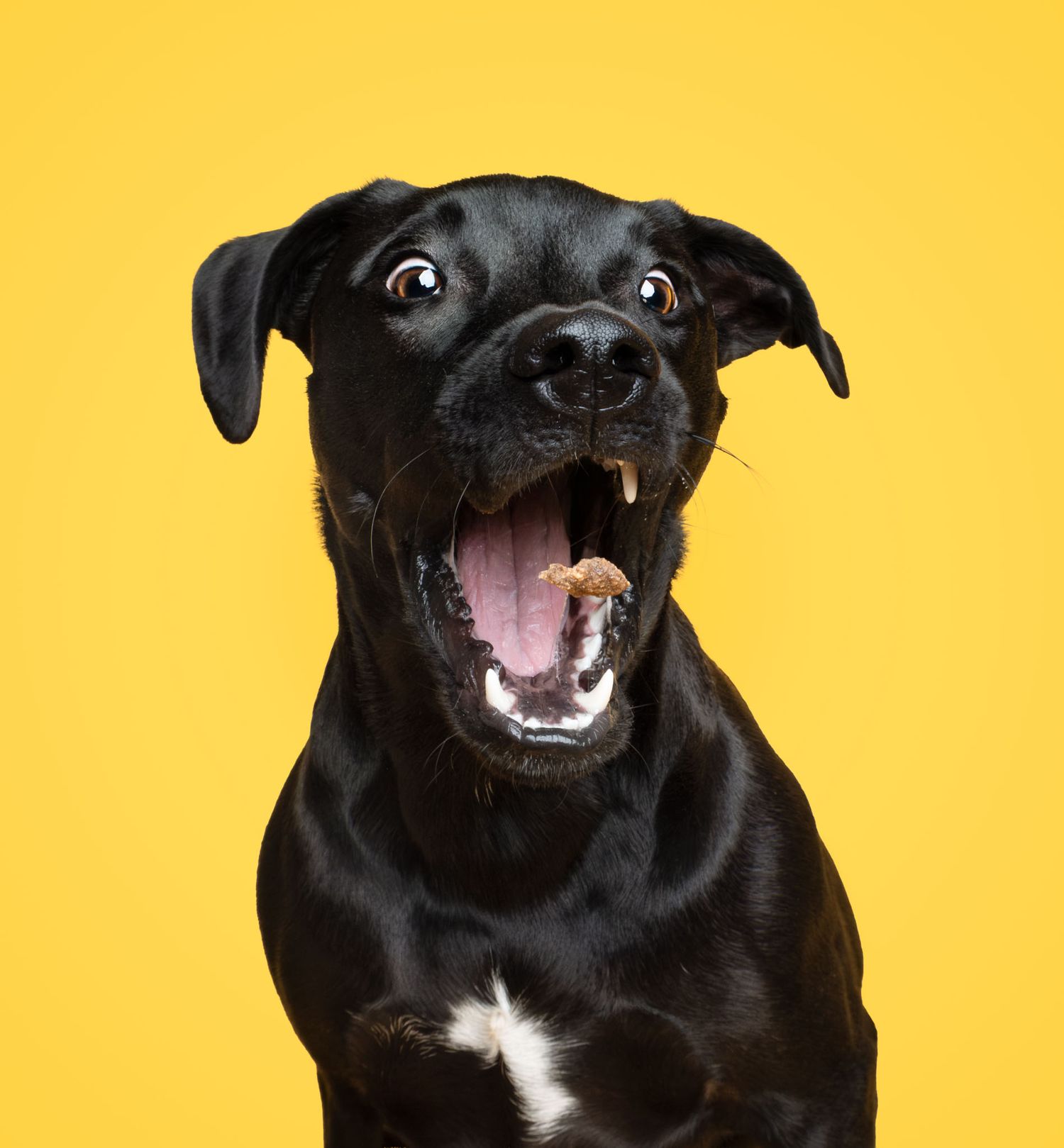 Black dog catching a treat against a bright yellow studio backdrop