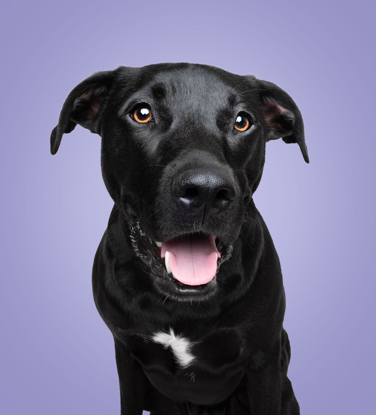Happy black dog smiling against a lavender studio backdrop