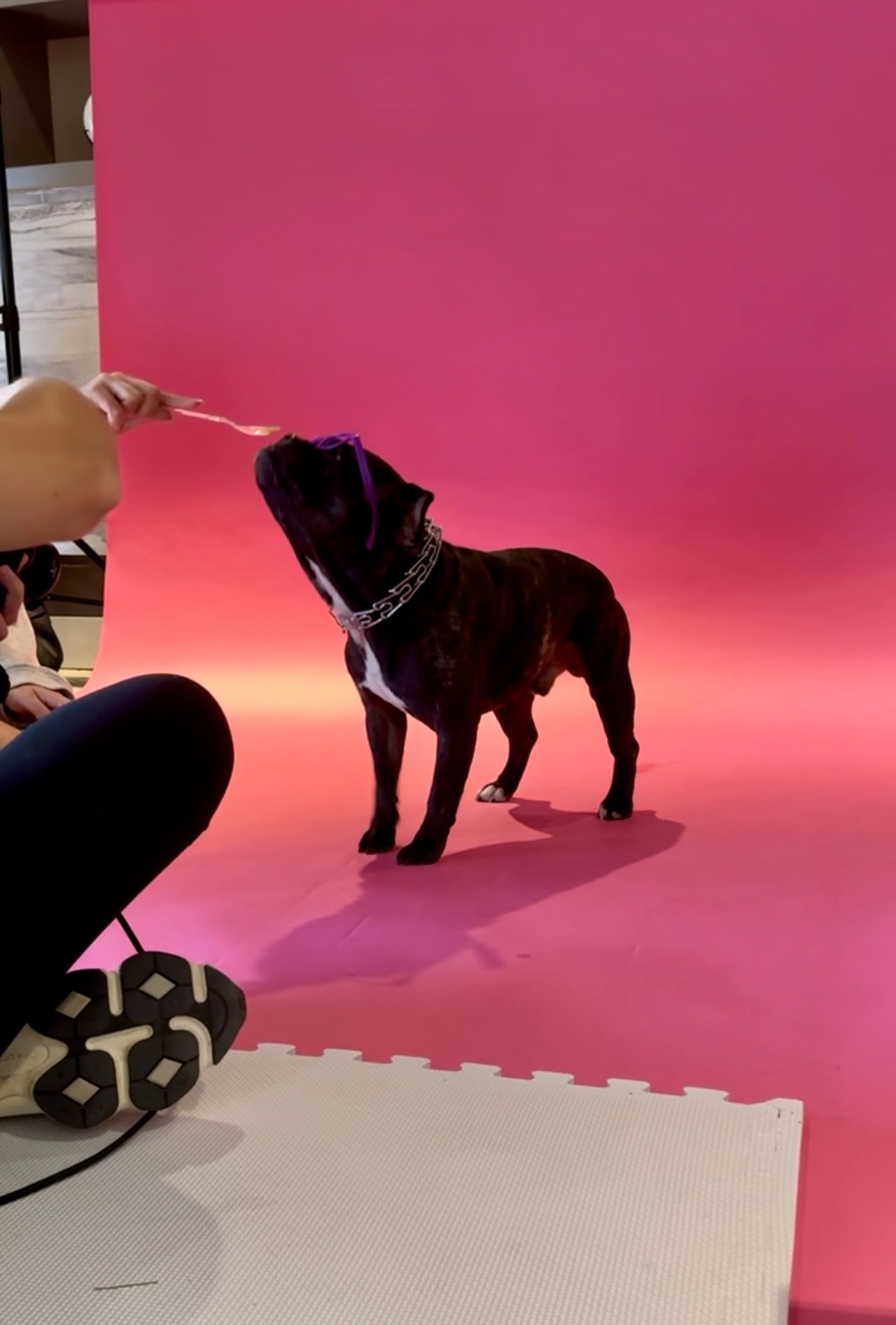 Behind the scenes of a pet photography studio session with a black French bulldog posing against a pink backdrop