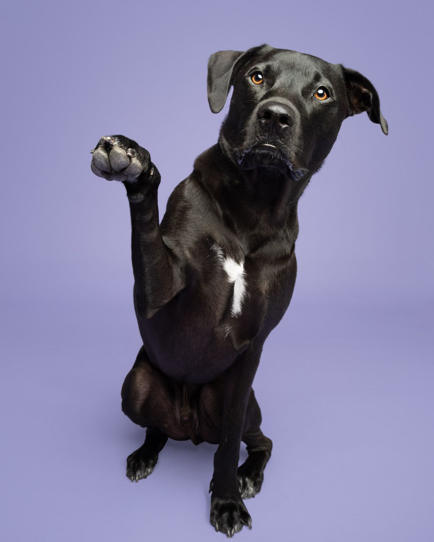 Black dog sitting upright and raising a paw against a lavender studio backdrop