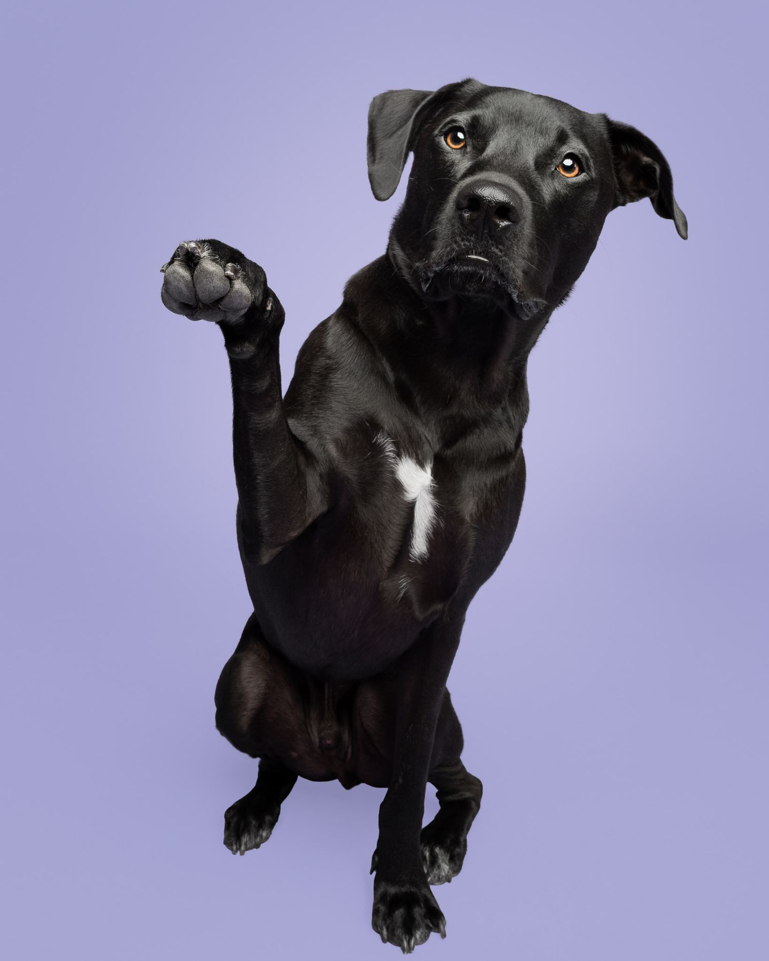 Black dog sitting upright and raising a paw against a lavender studio backdrop
