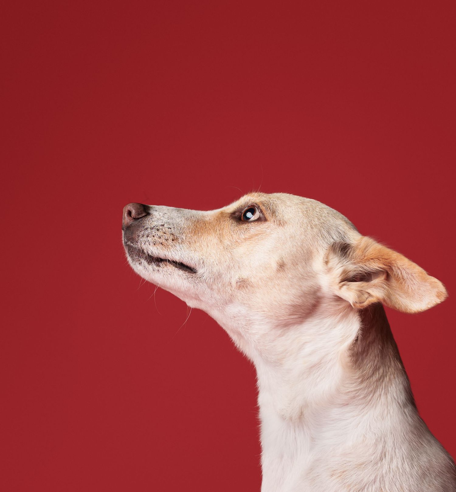 Cream-colored dog looking upward in profile against a deep red studio backdrop