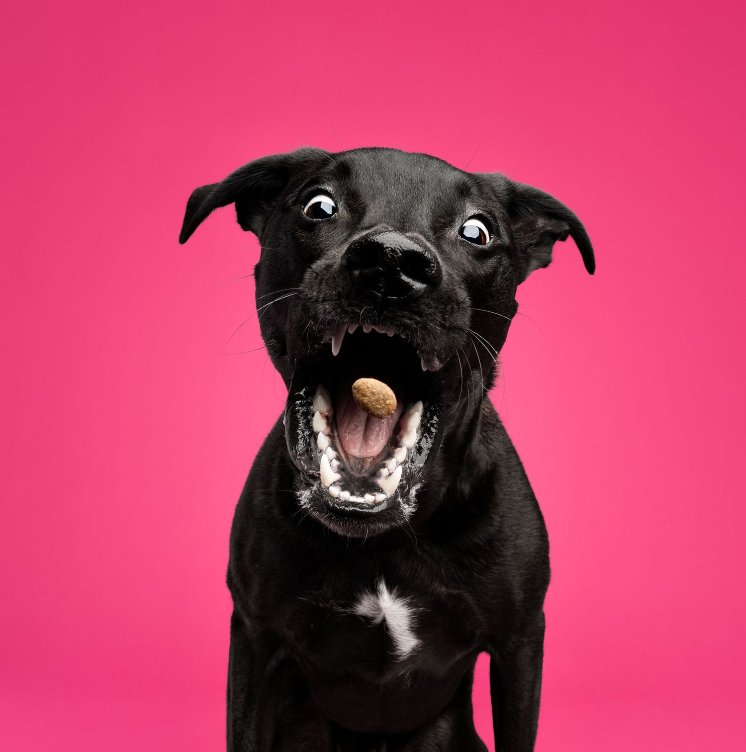 Black dog catching a treat against a bright pink studio backdrop