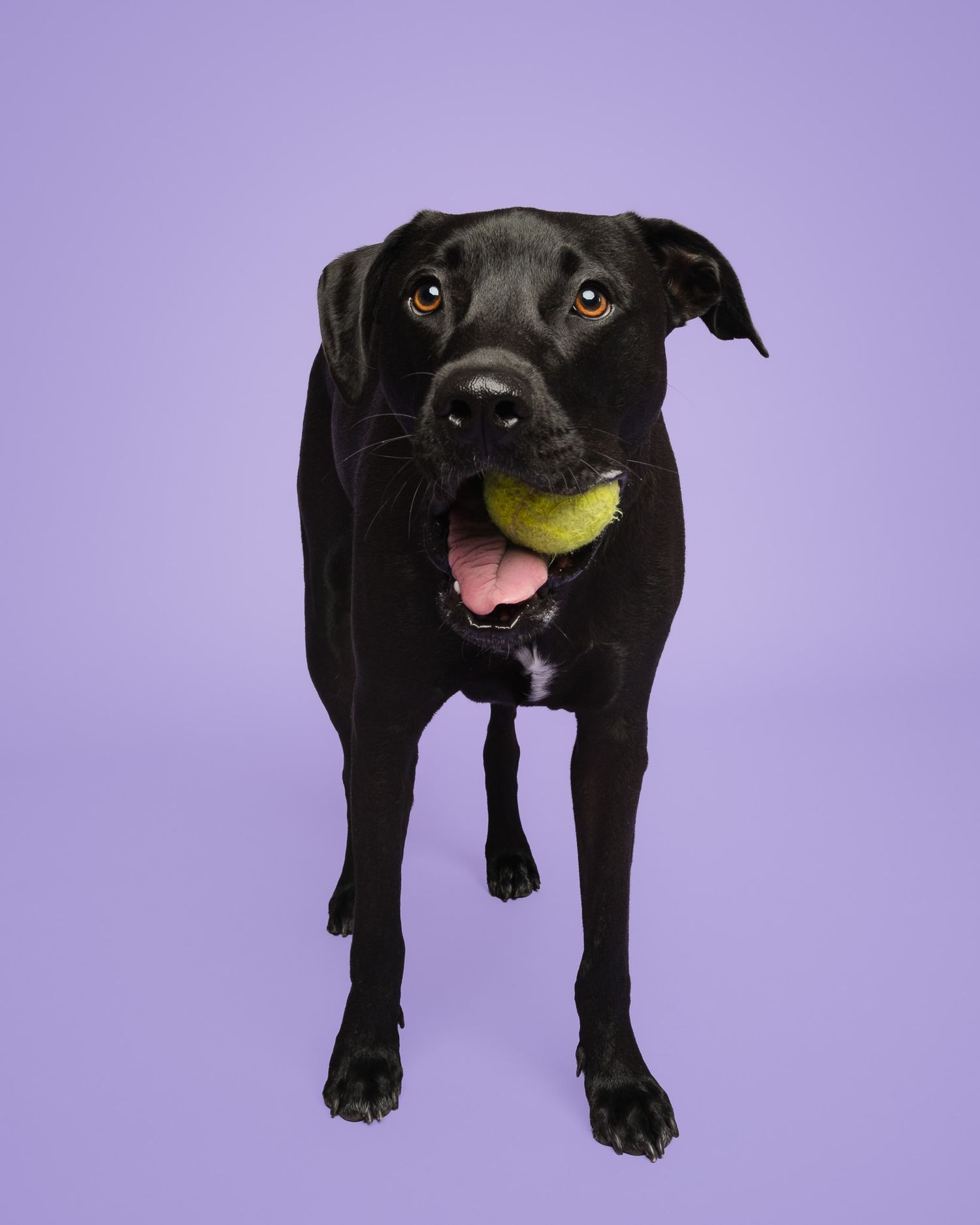 Black dog standing with a tennis ball in its mouth against a lavender studio backdrop