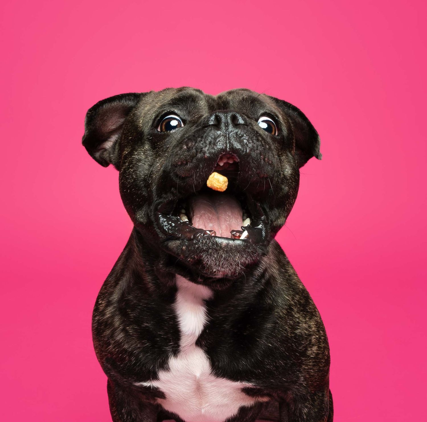 Studio portrait of French bulldog catching a treat against a bright pink backdrop