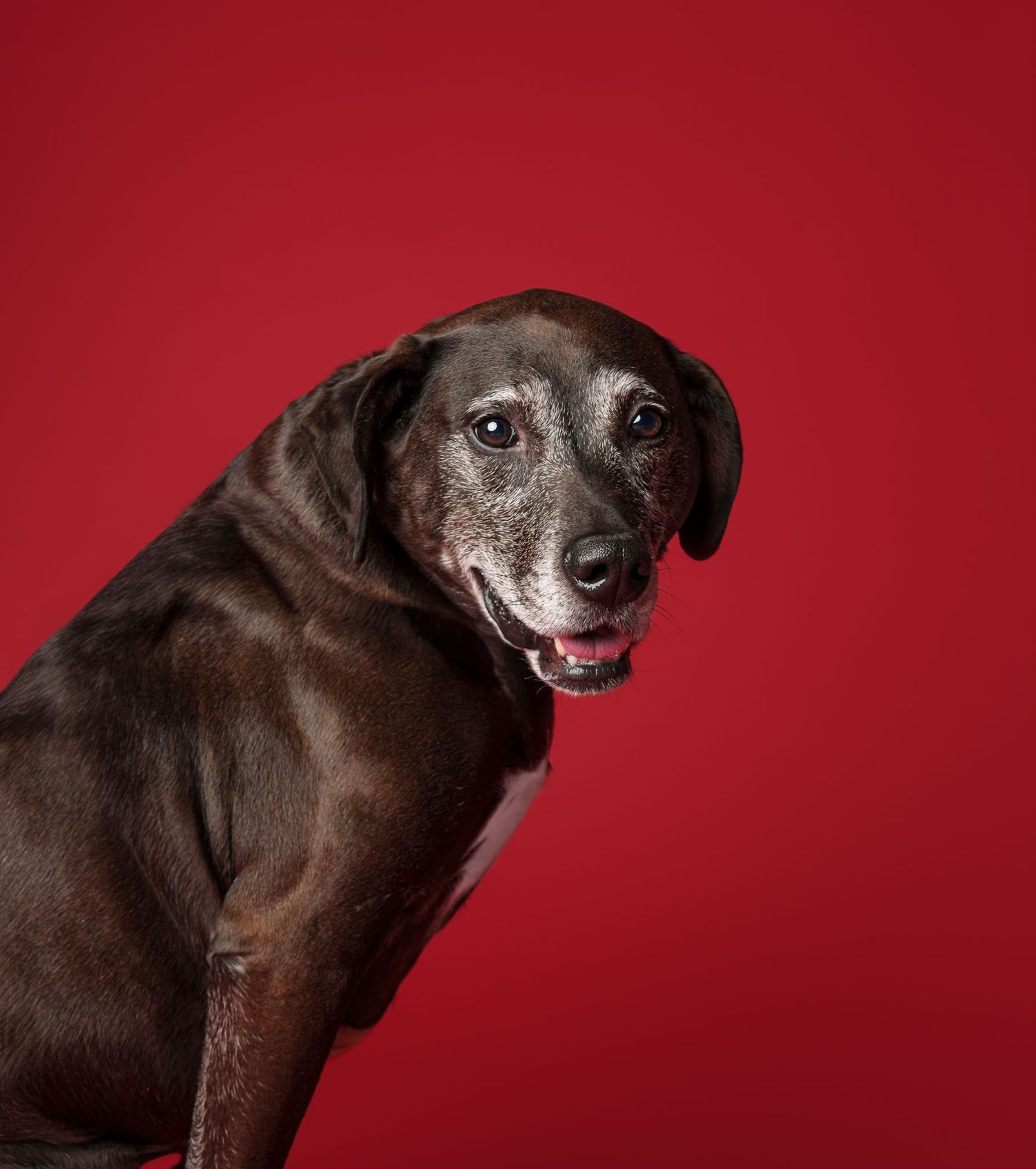 Senior brown dog with a gray muzzle looking back at the camera against a red studio backdrop