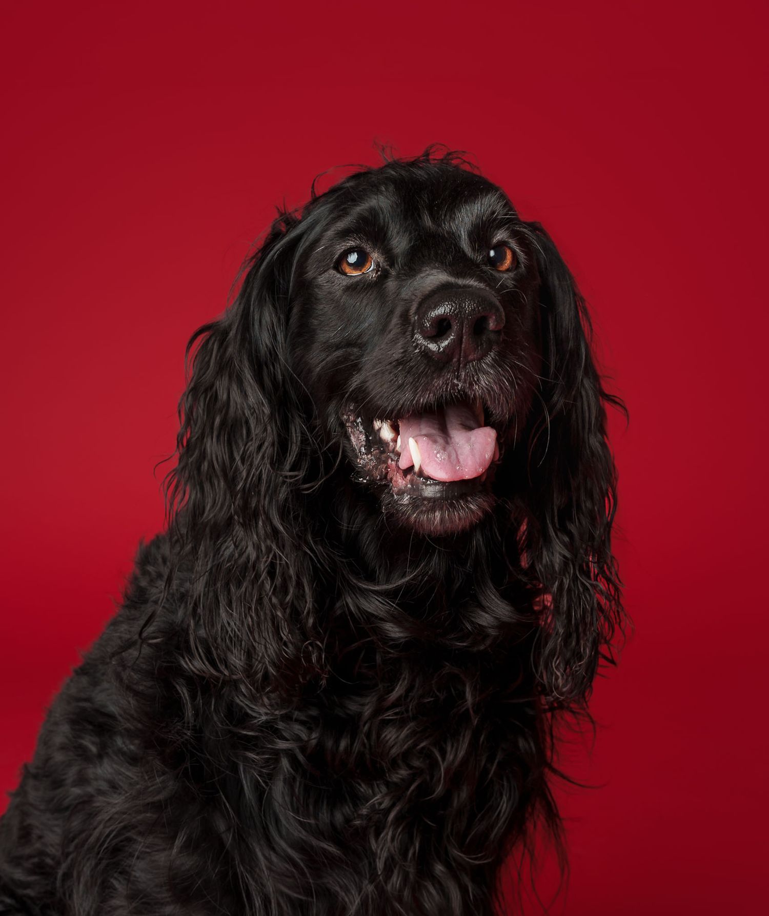 Happy black spaniel with long curly ears against a red studio backdrop