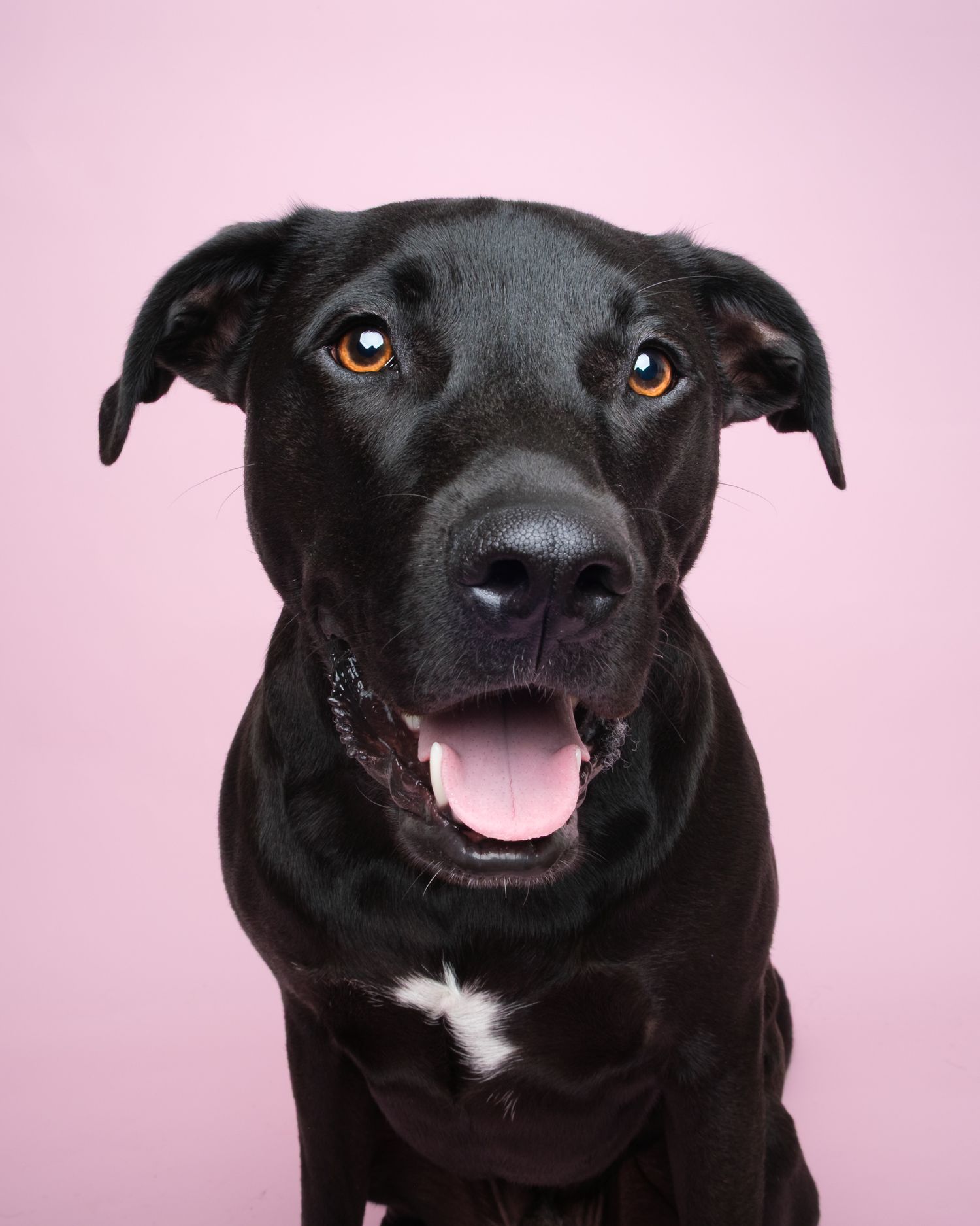 Happy black dog smiling against a light pink studio backdrop