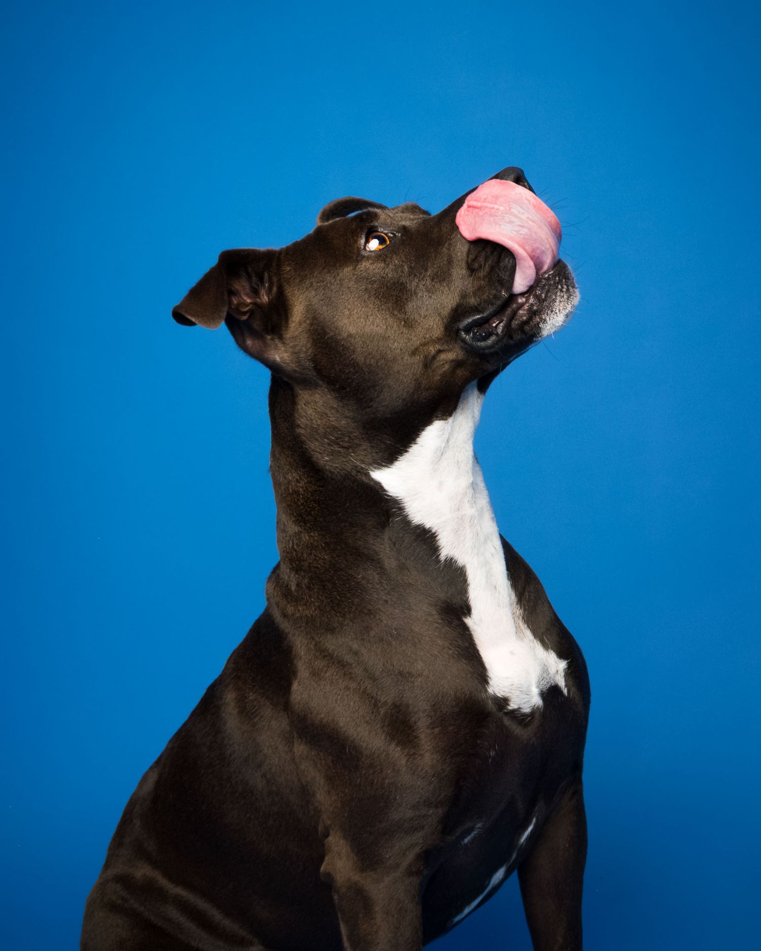 Side profile of a black pittie mix sitting with its tongue out against a bright blue studio backdrop