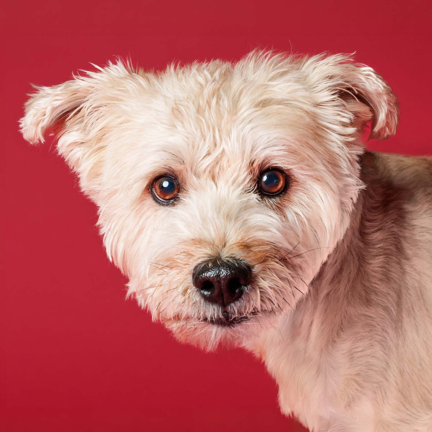 Close-up portrait of a small cream-colored Wheaten terrier against a red studio backdrop
