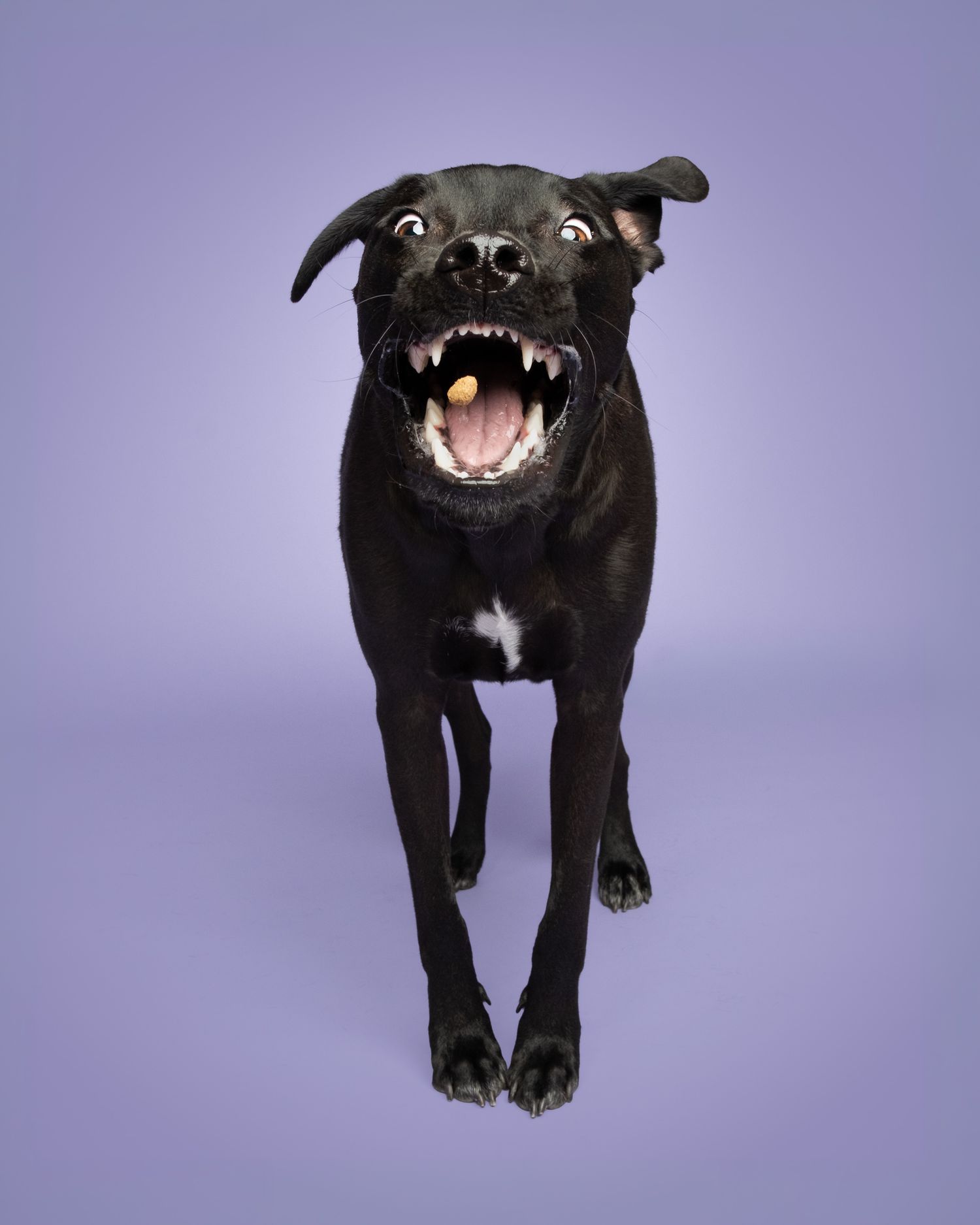 Studio portrait of black dog standing and catching a treat against a lavender backdrop