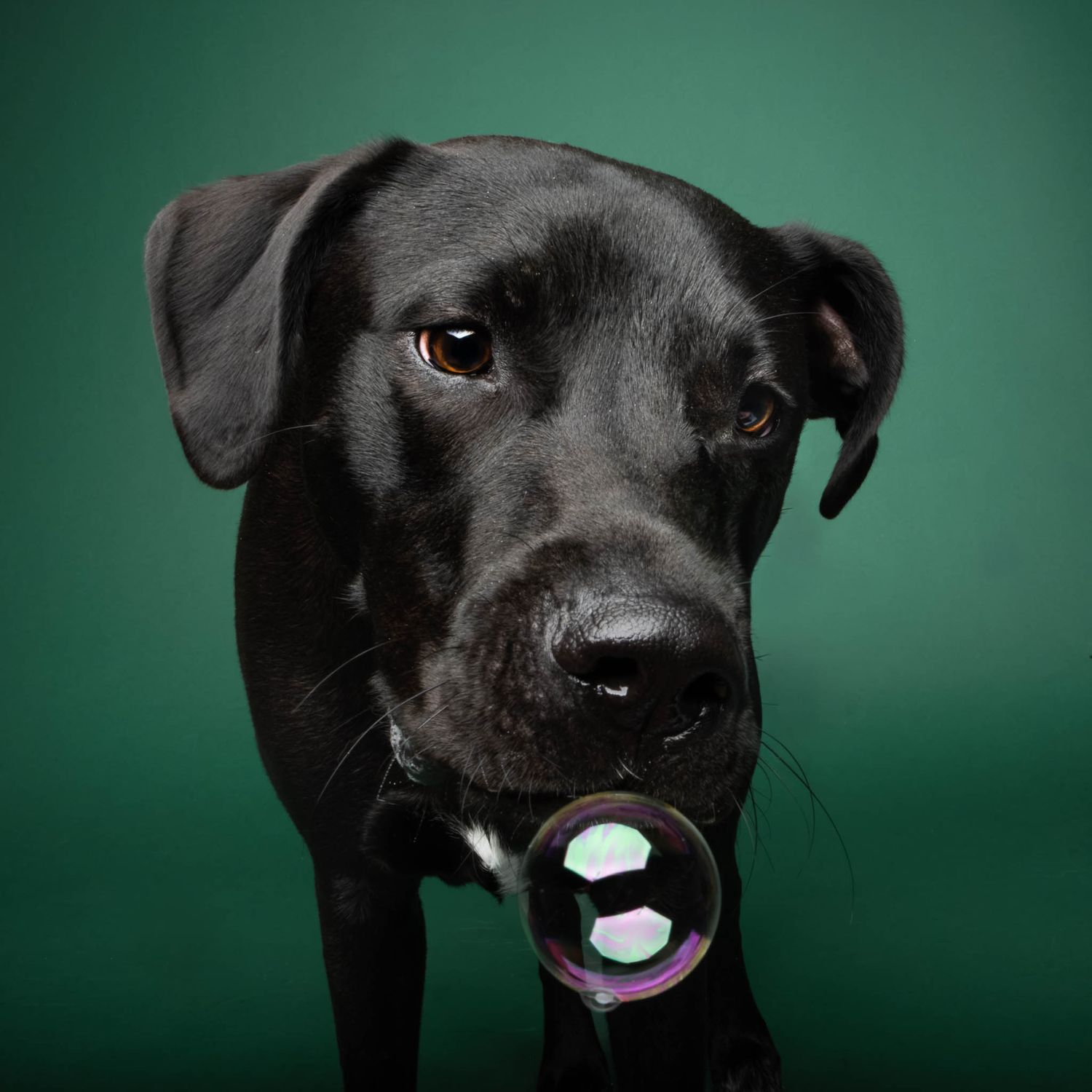 Black dog sniffing a bubble against a dark green studio backdrop