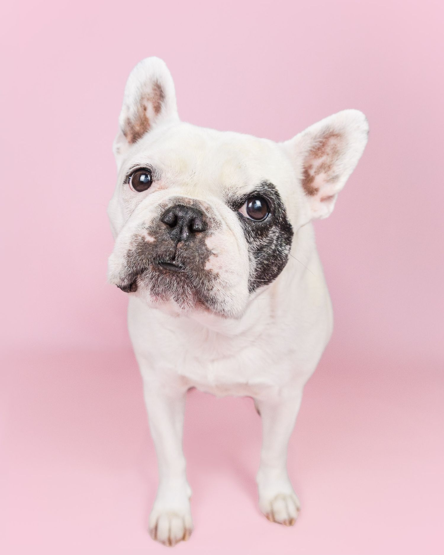 White French bulldog with a black eye patch and head tilted standing against a light pink studio backdrop