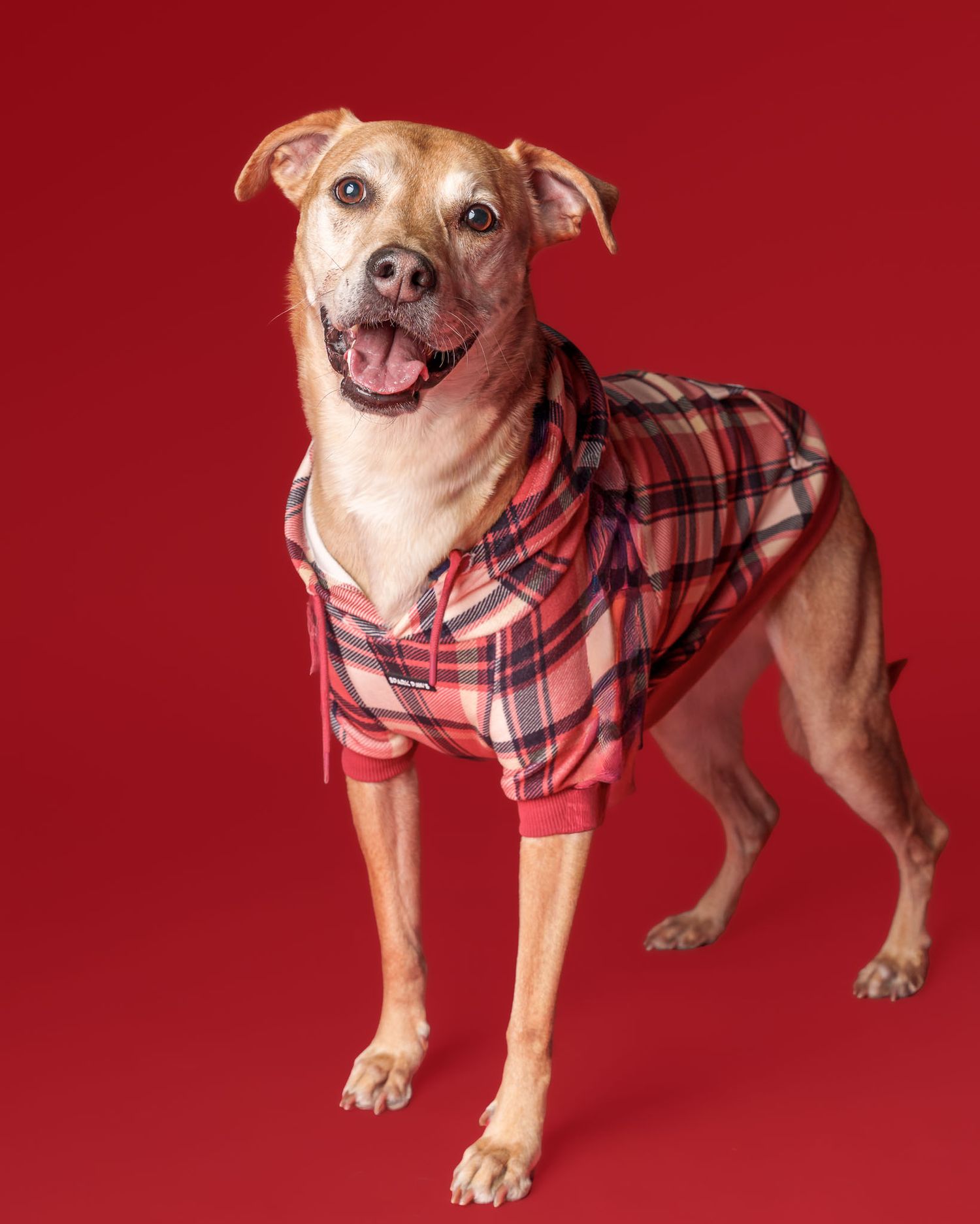 Full body portrait of happy tan pittie mix dog wearing red plaid pajamas against a red studio backdrop
