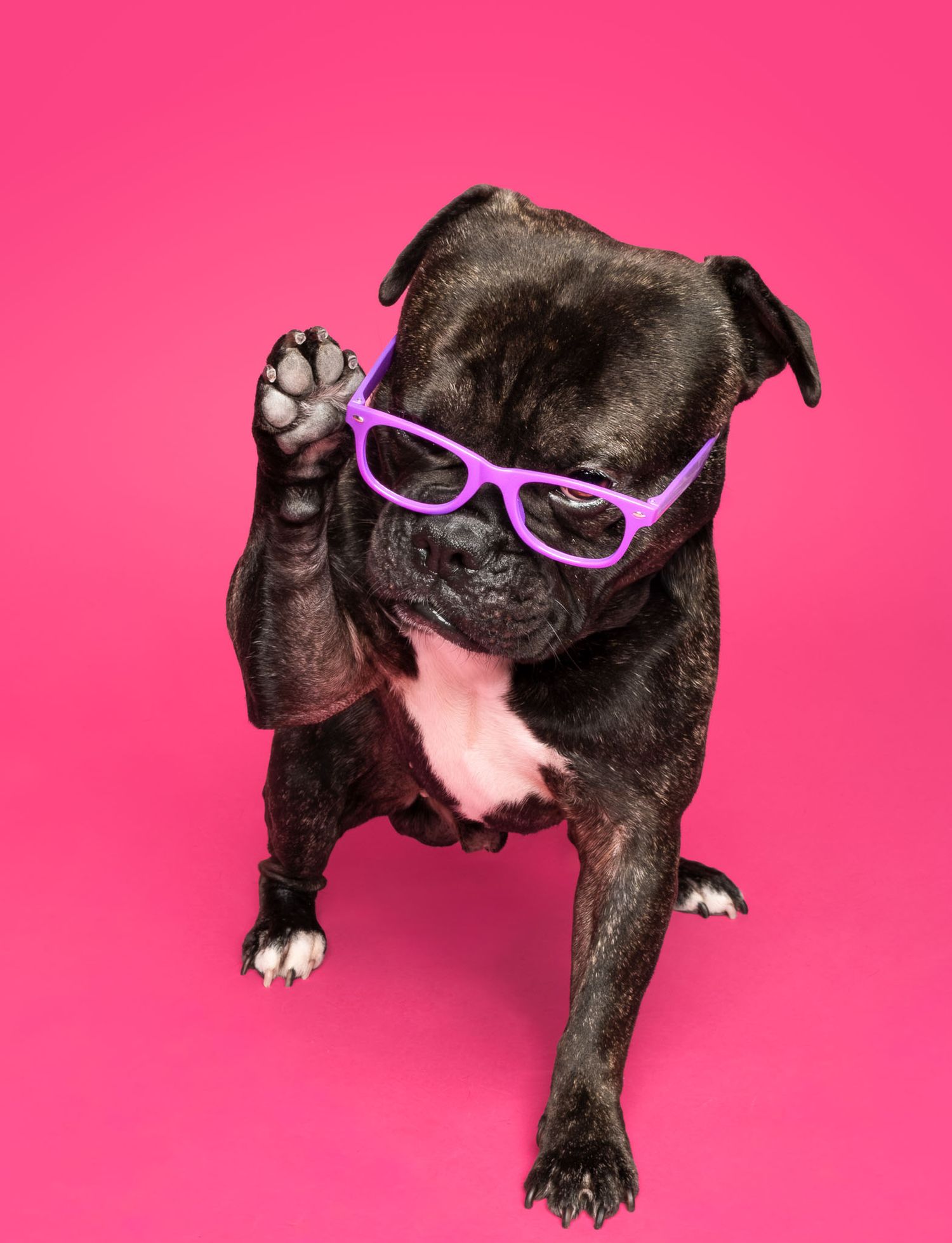 French bulldog wearing purple glasses and raising a paw against a bright pink studio backdrop