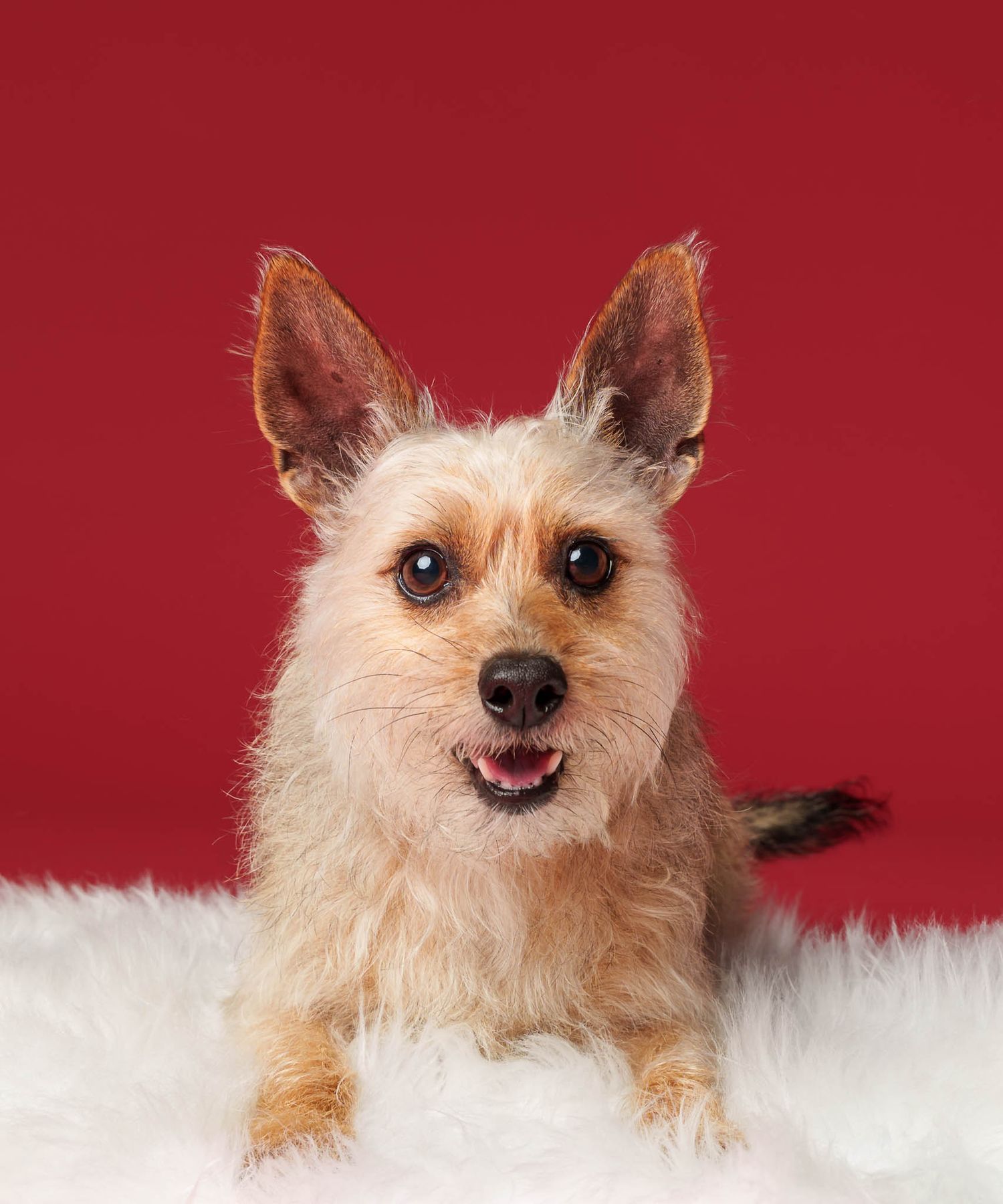 Small Wheaten terrier with upright ears sitting on a fluffy white rug against a red studio backdrop