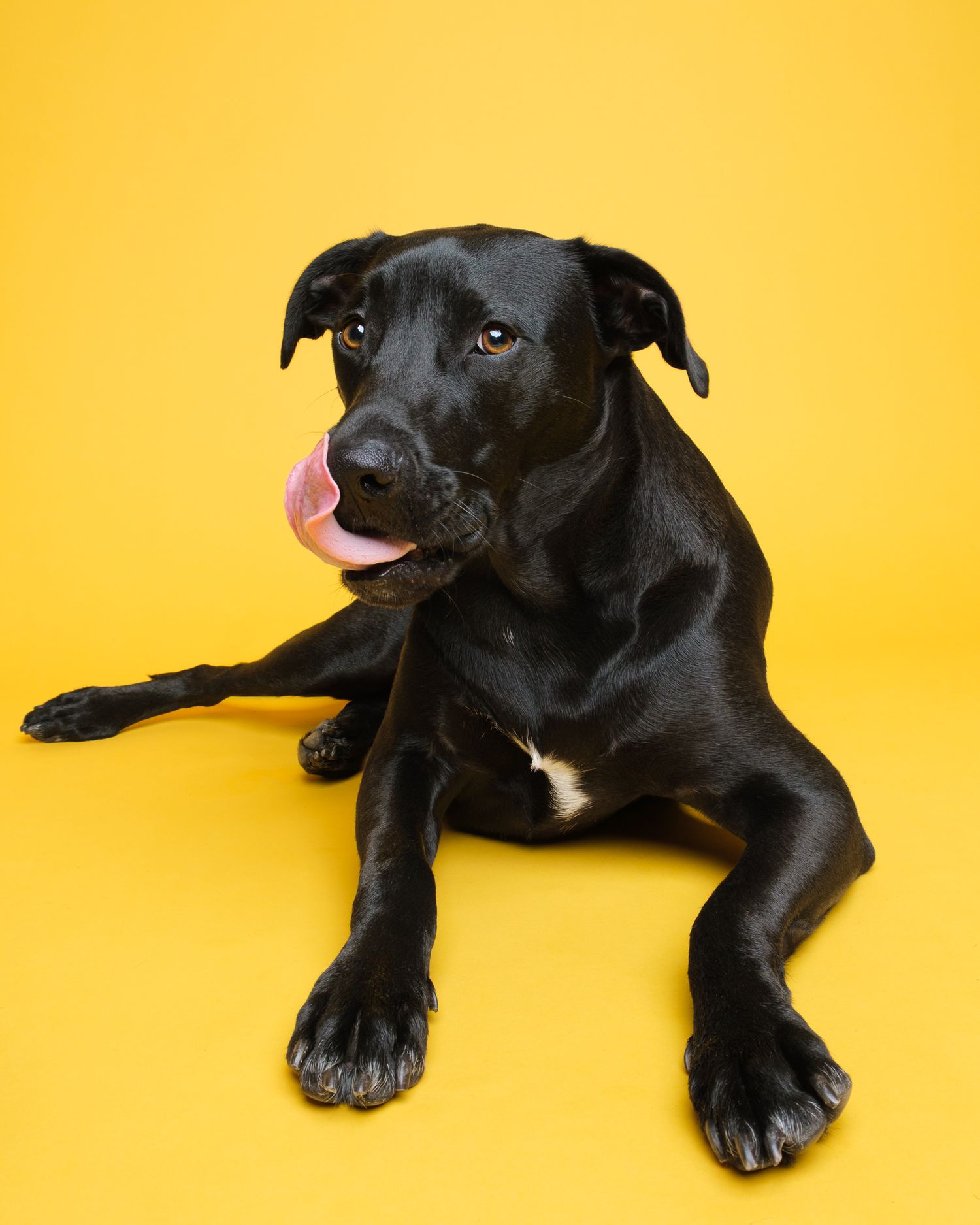 Studio portrait of a black dog laying down with tongue licking its nose against a bright yellow backdrop