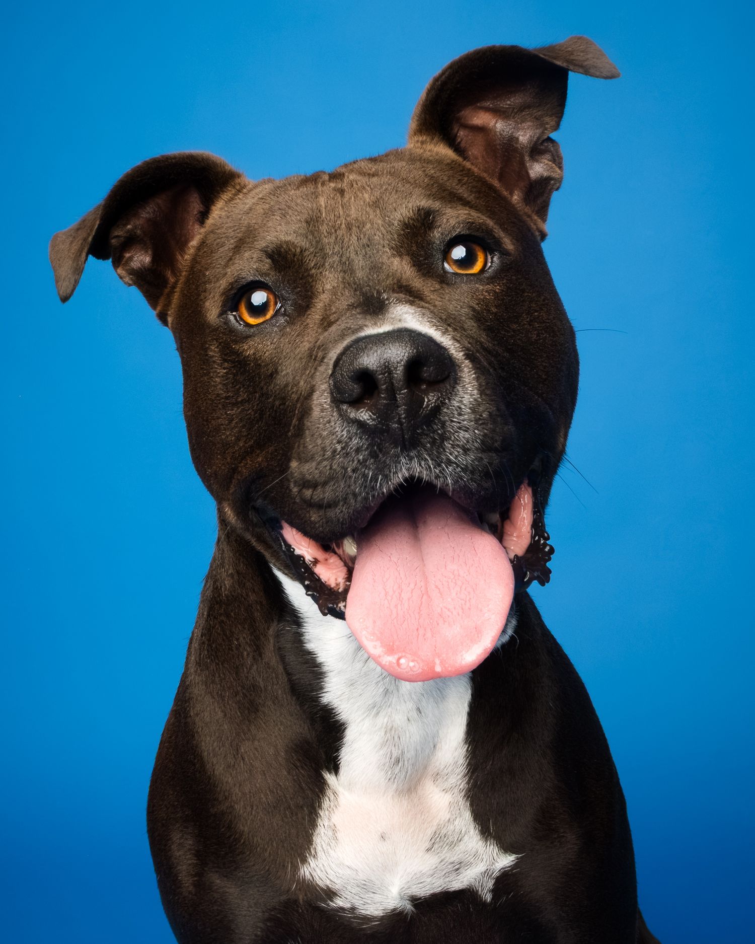 Happy pittie mix dog smiling with tongue out against a bright blue studio backdrop
