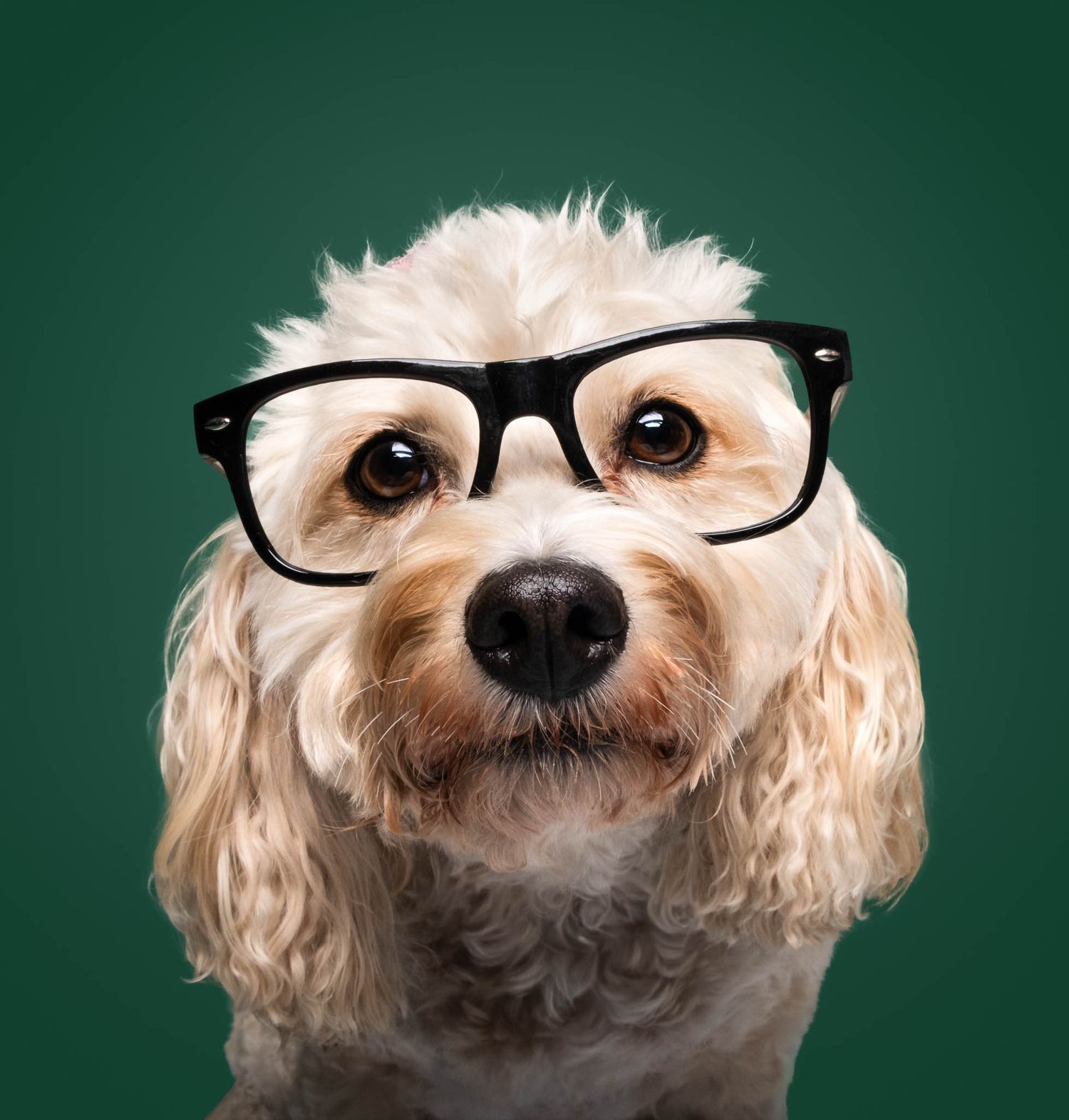 Cream-colored Cavapoo wearing black glasses against a dark green studio backdrop